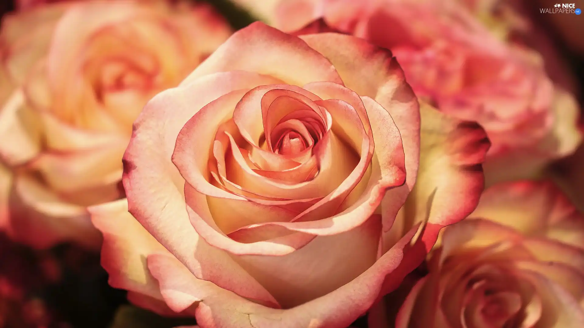 flakes, Blossoming, rose