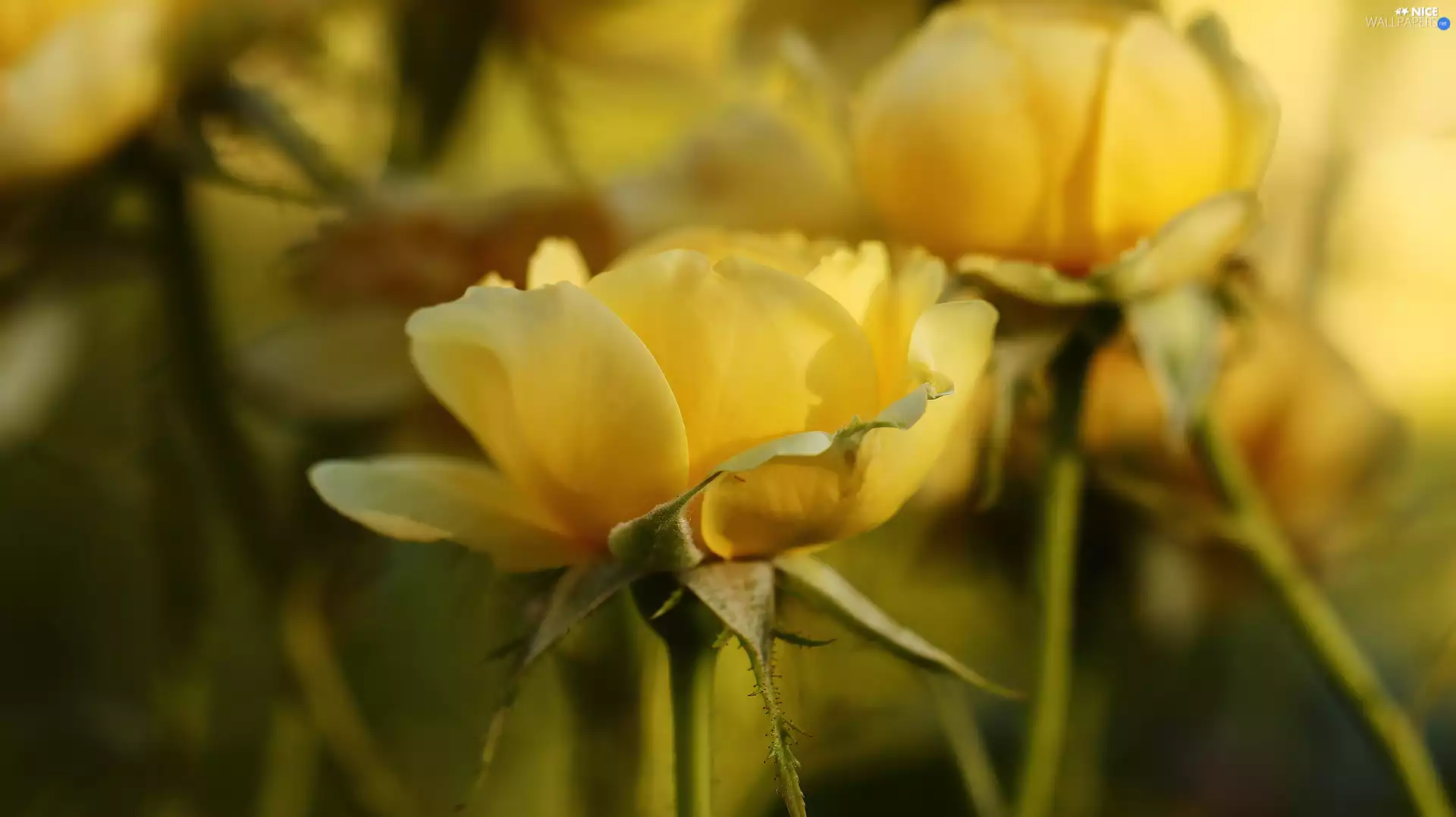parted, flakes, roses, Flowers, Yellow