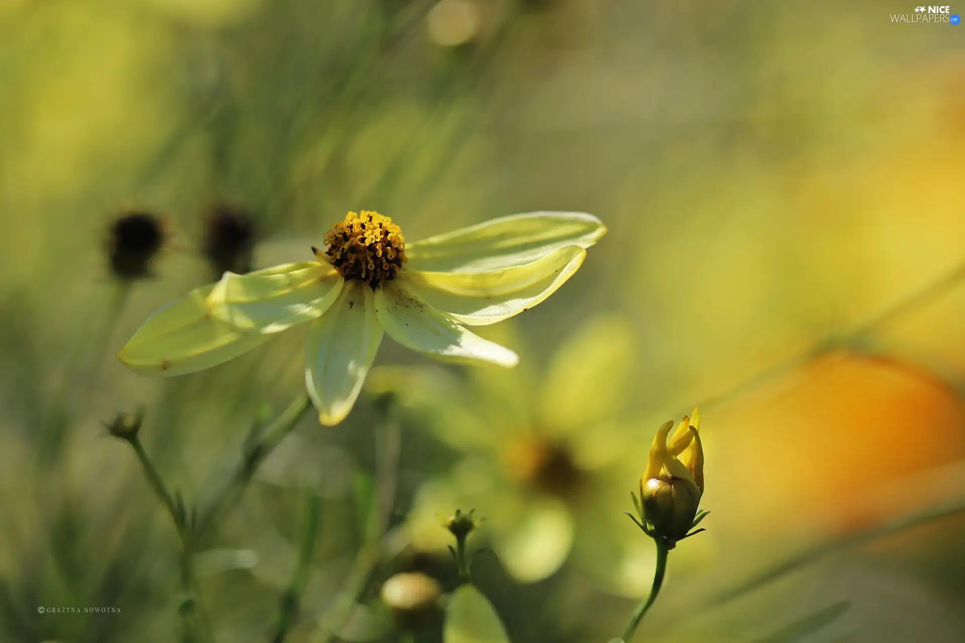 Yellow, flakes, Coreopsis Verticillata, Flowers