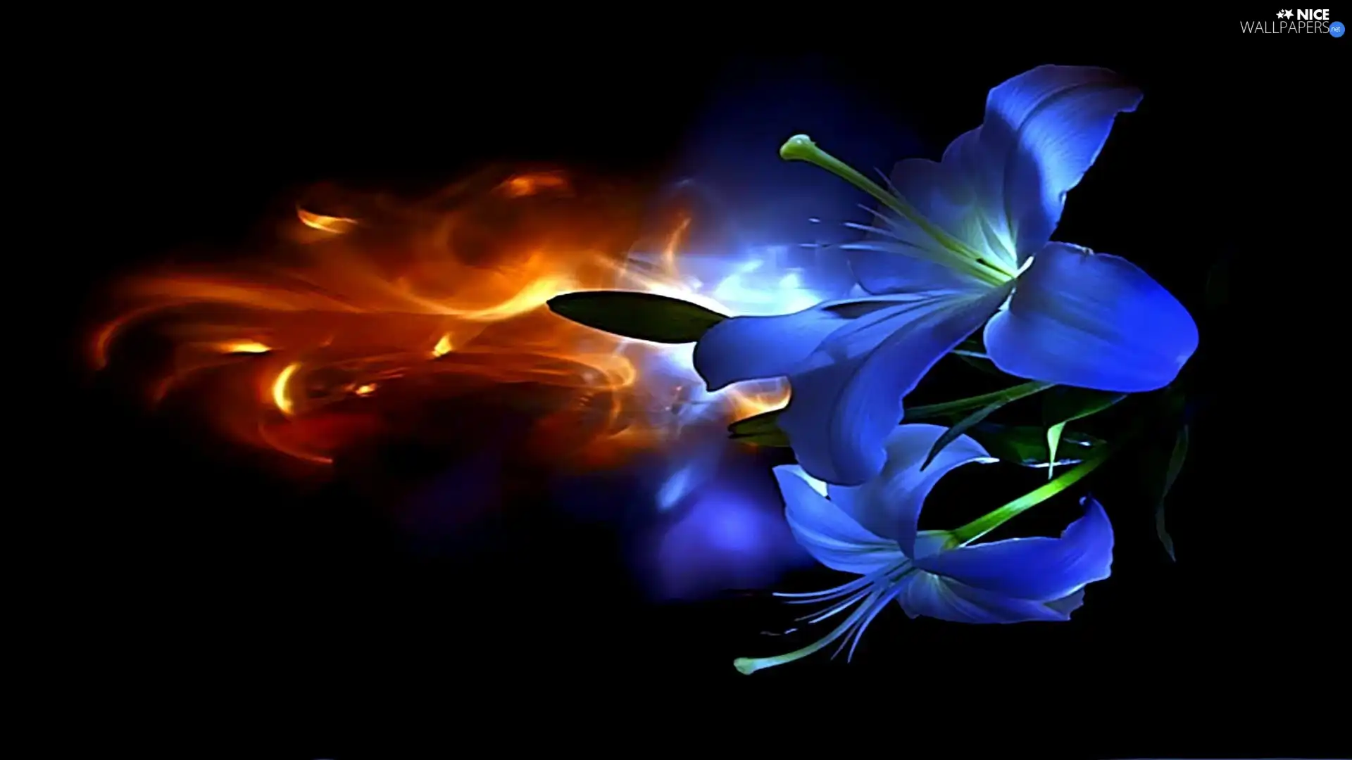 flame, graphics, Flowers