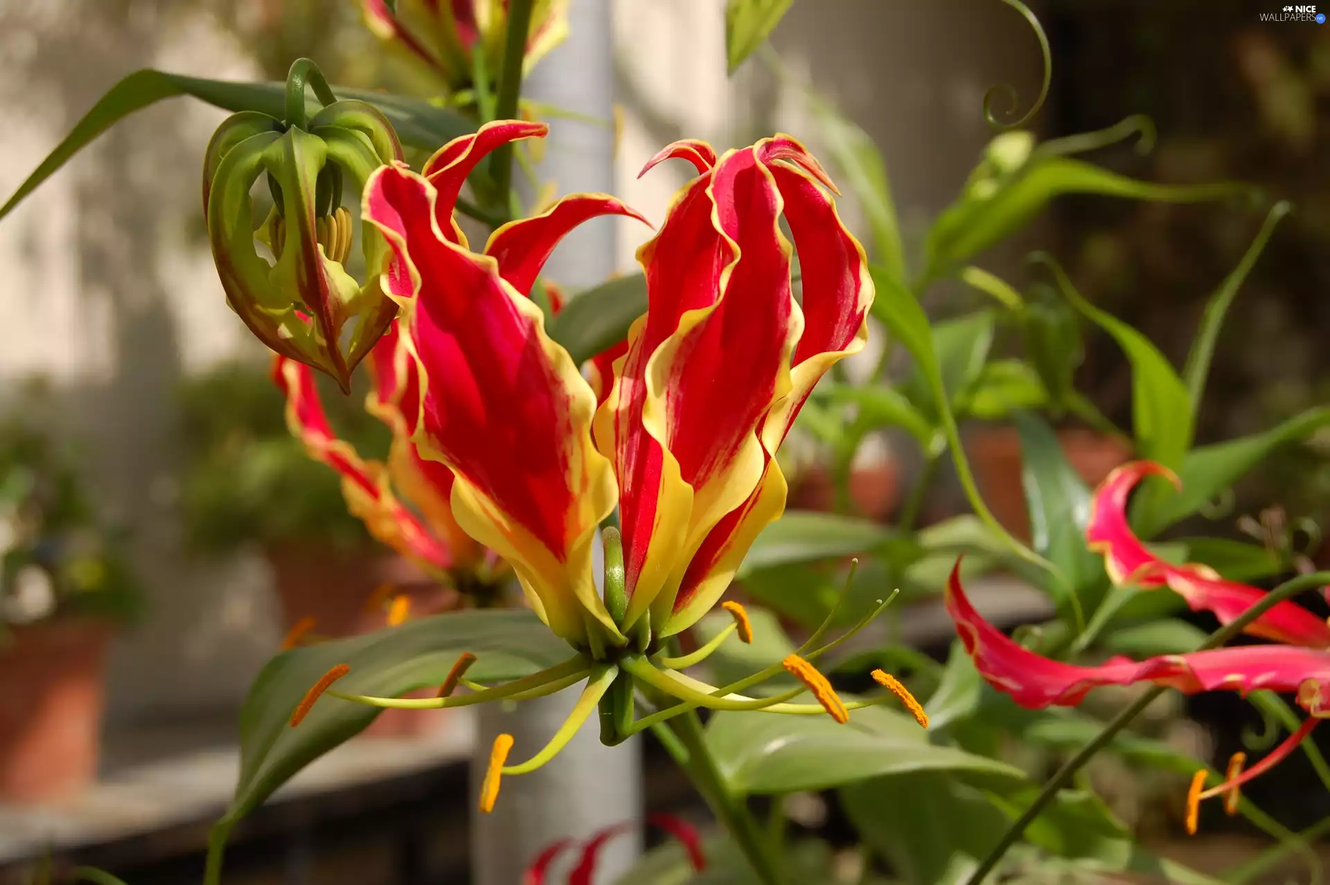 Flame Lily