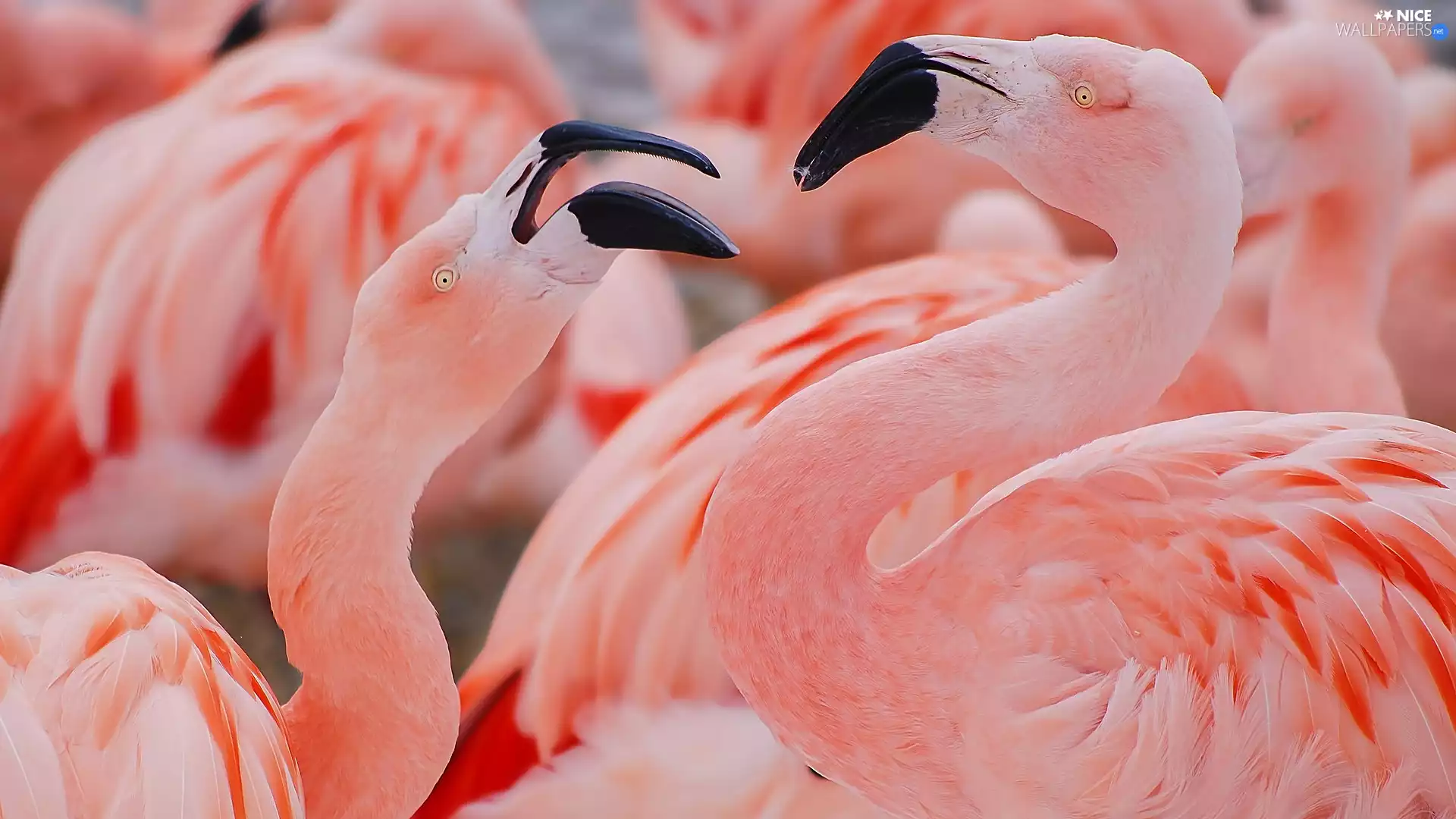 flamingos, Two cars, Flamingos