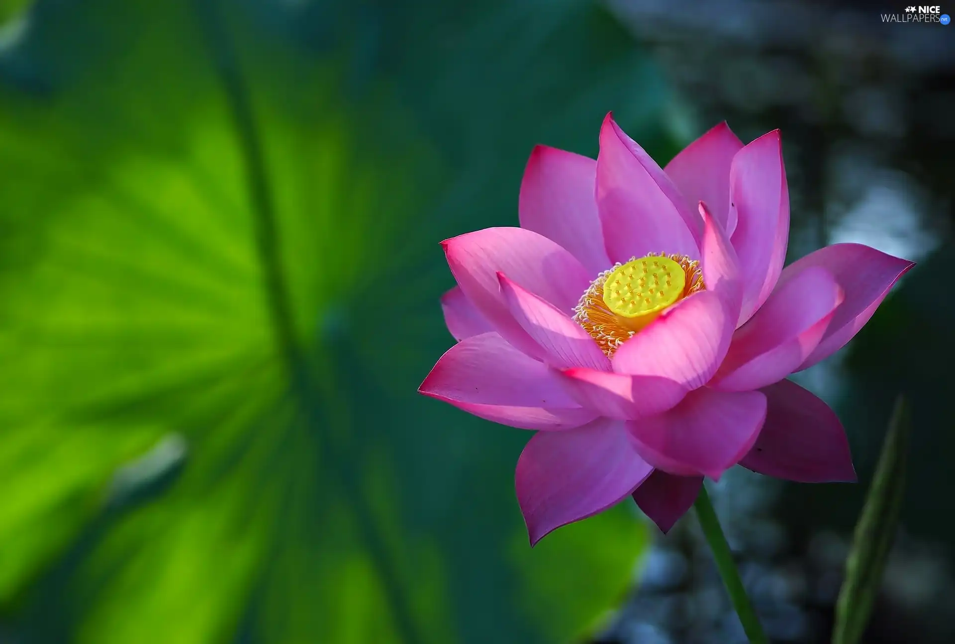 sun, Colourfull Flowers, luminosity, ligh, lotus, flash, Bokeh