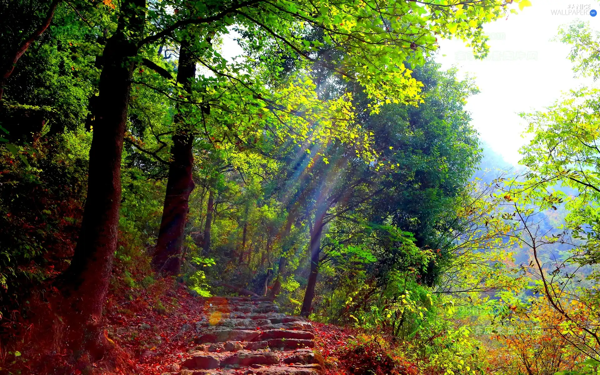 ligh, forest, flash, luminosity, sun, Przebijające