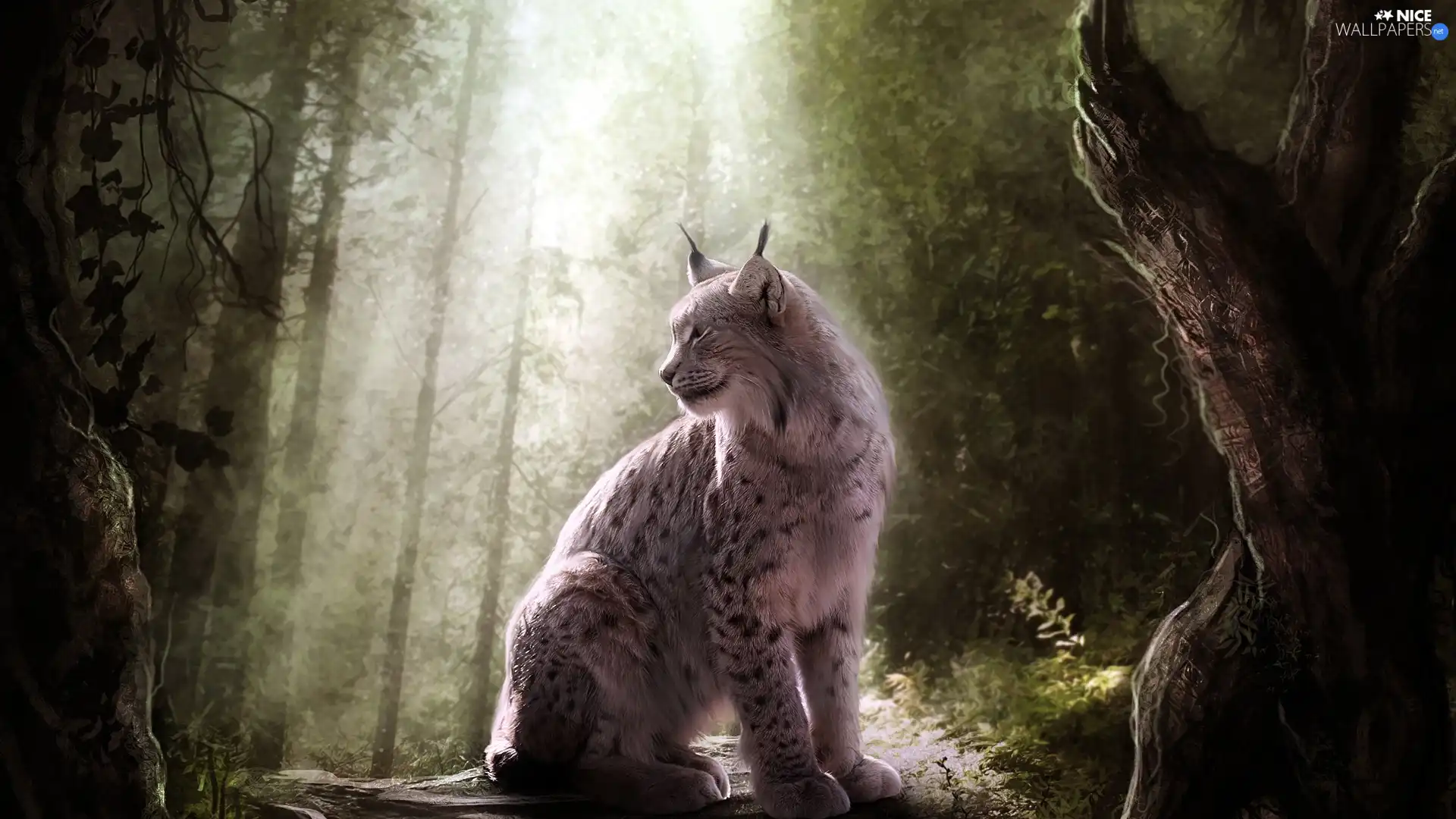 ligh, Lynx, flash, luminosity, sun, forest