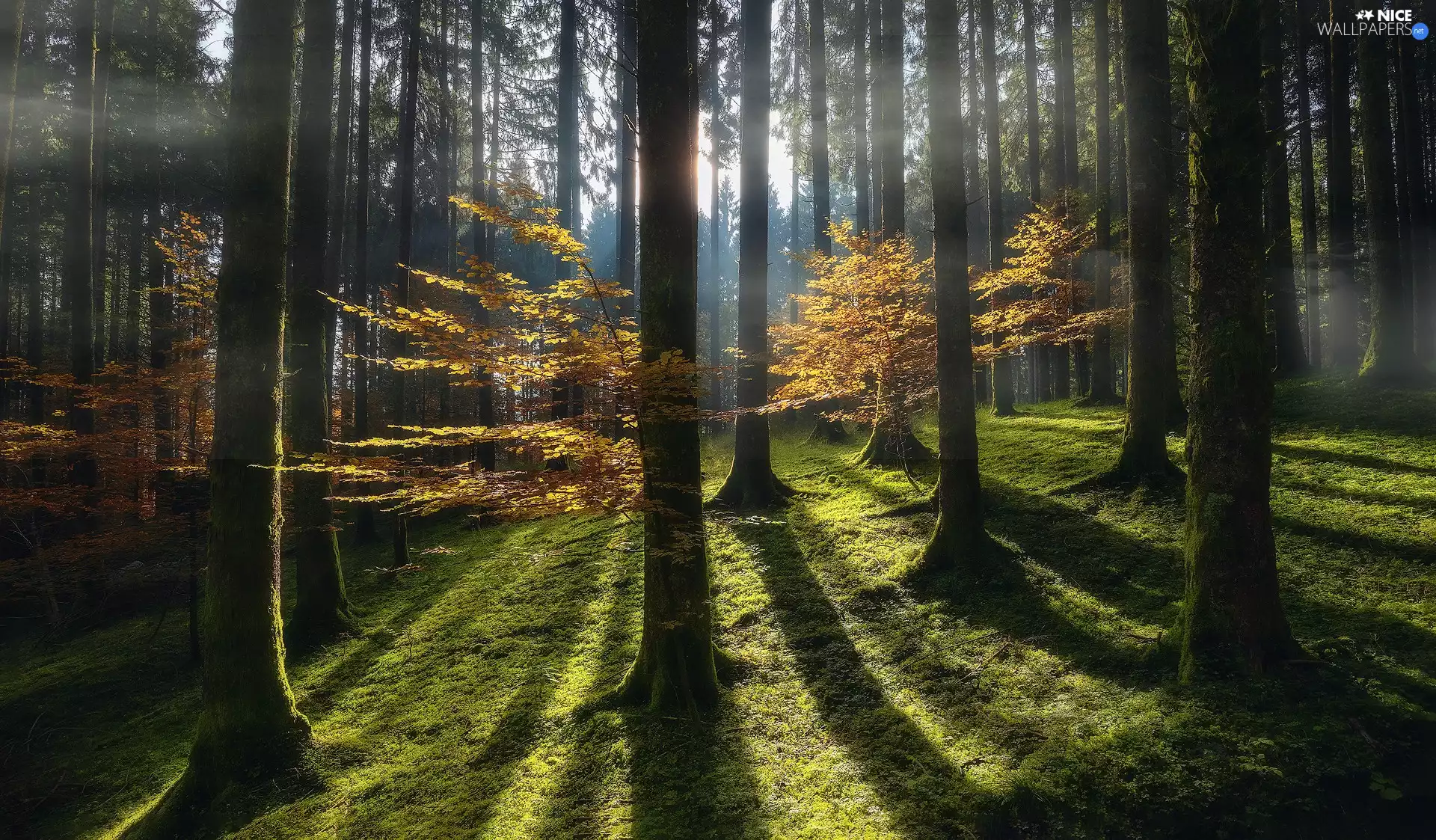 flash, forest, viewes, sunny, ligh, autumn, trees, grass, luminosity, sun