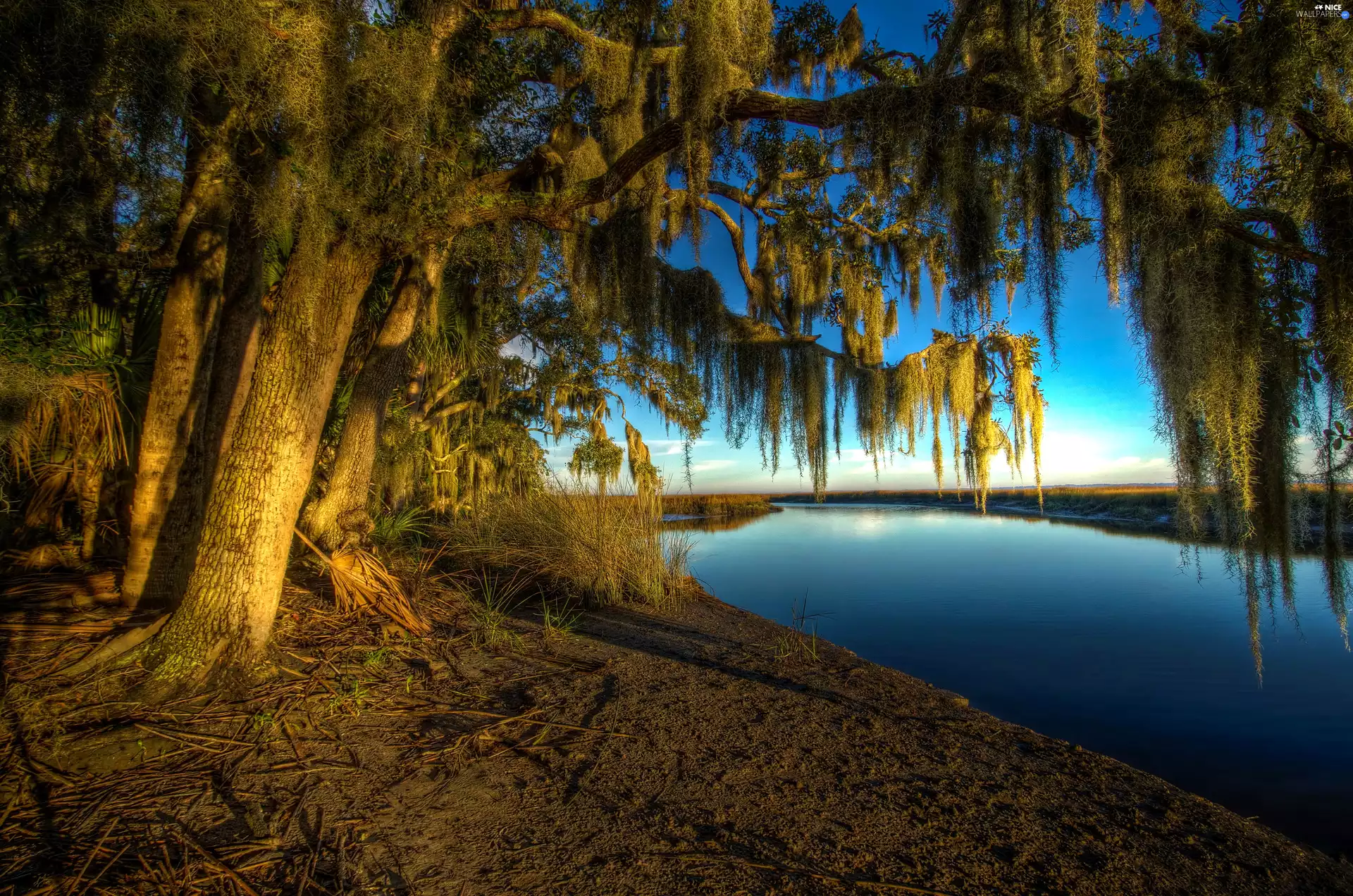 Przebijające, ligh, River, sun, luminosity, viewes, trees, flash