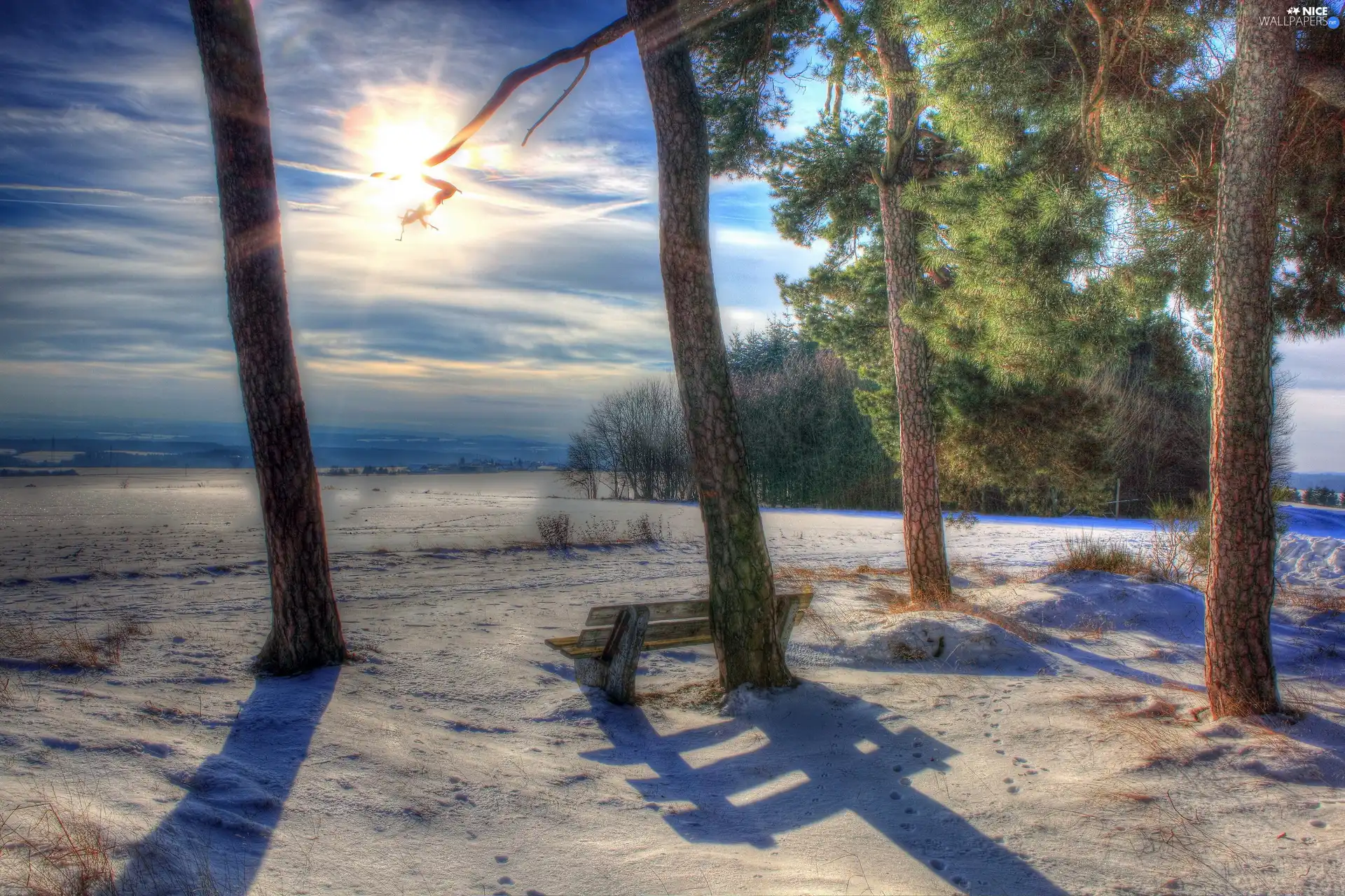 sun, flash, winter, luminosity, viewes, ligh, Przebijające, trees