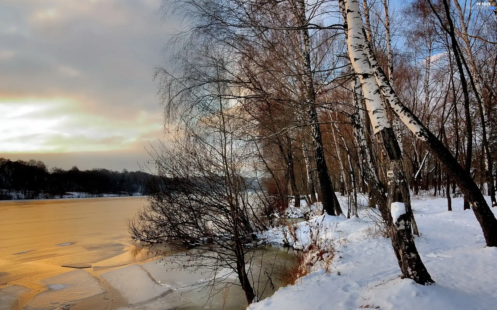 birch, River, floe, snow