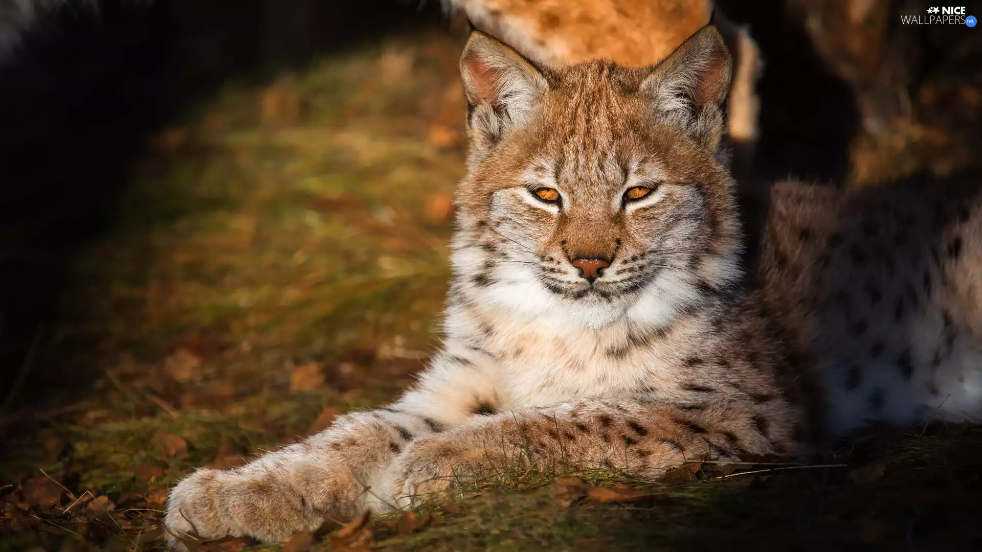 lying, sun, Lynx, Floodlit