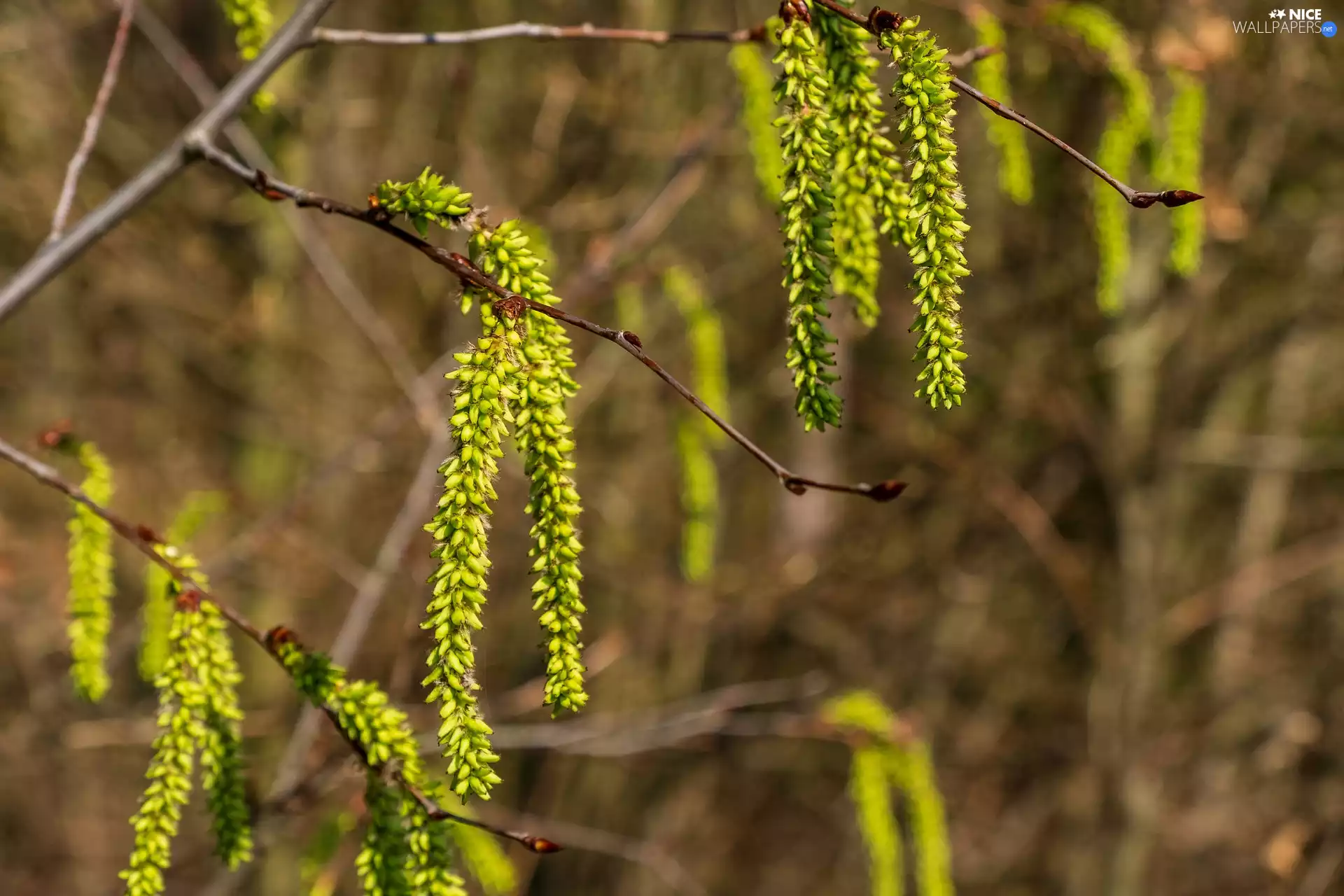 Florescence, hazel, Twigs
