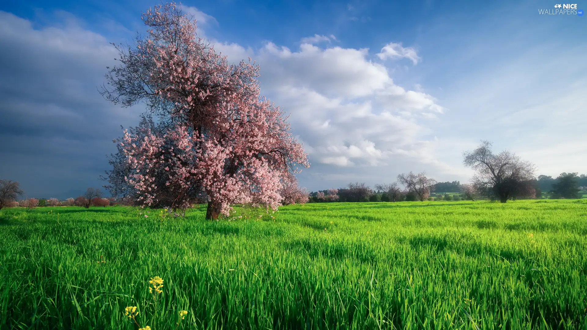 Field, trees, Spring, Flourished