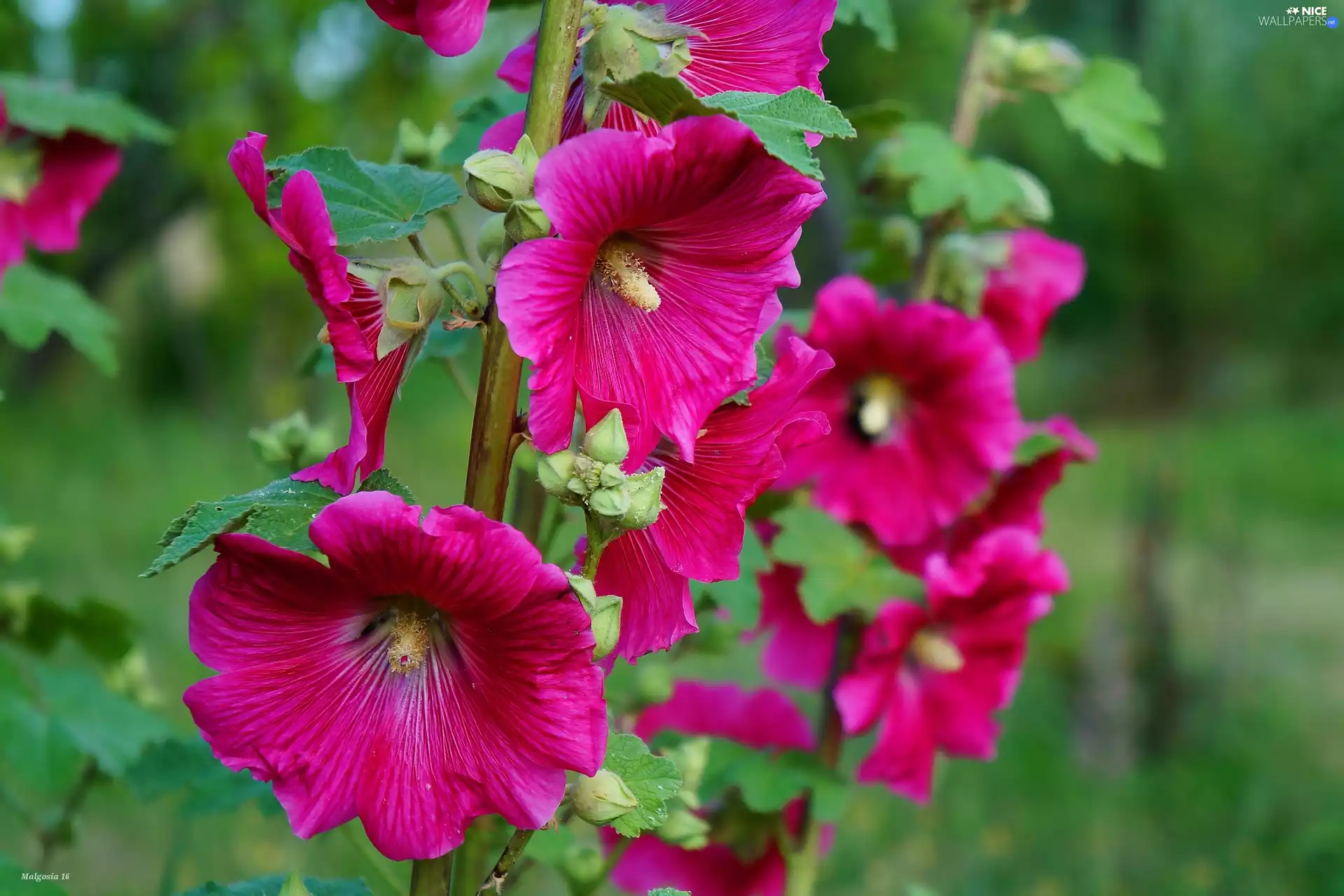 flourishing, Hollyhocks