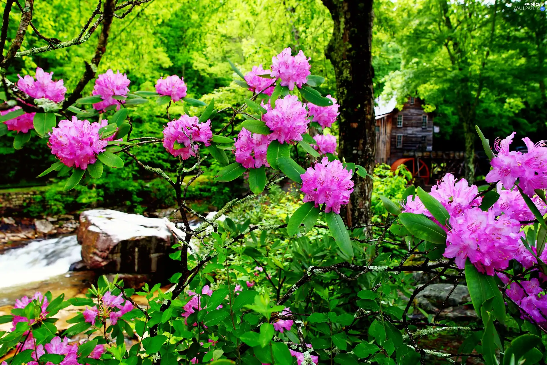 water, forest, flourishing, Rhododendrons, stream, Windmill