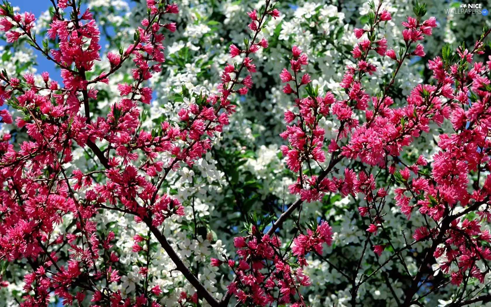 Spring, trees, viewes, flourishing