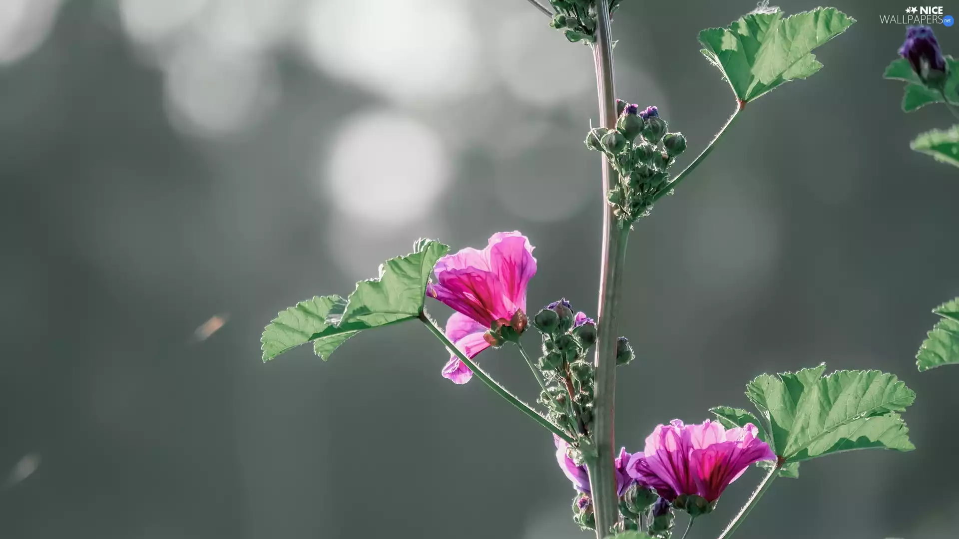 twig, Pink, Lavatera, flourishing