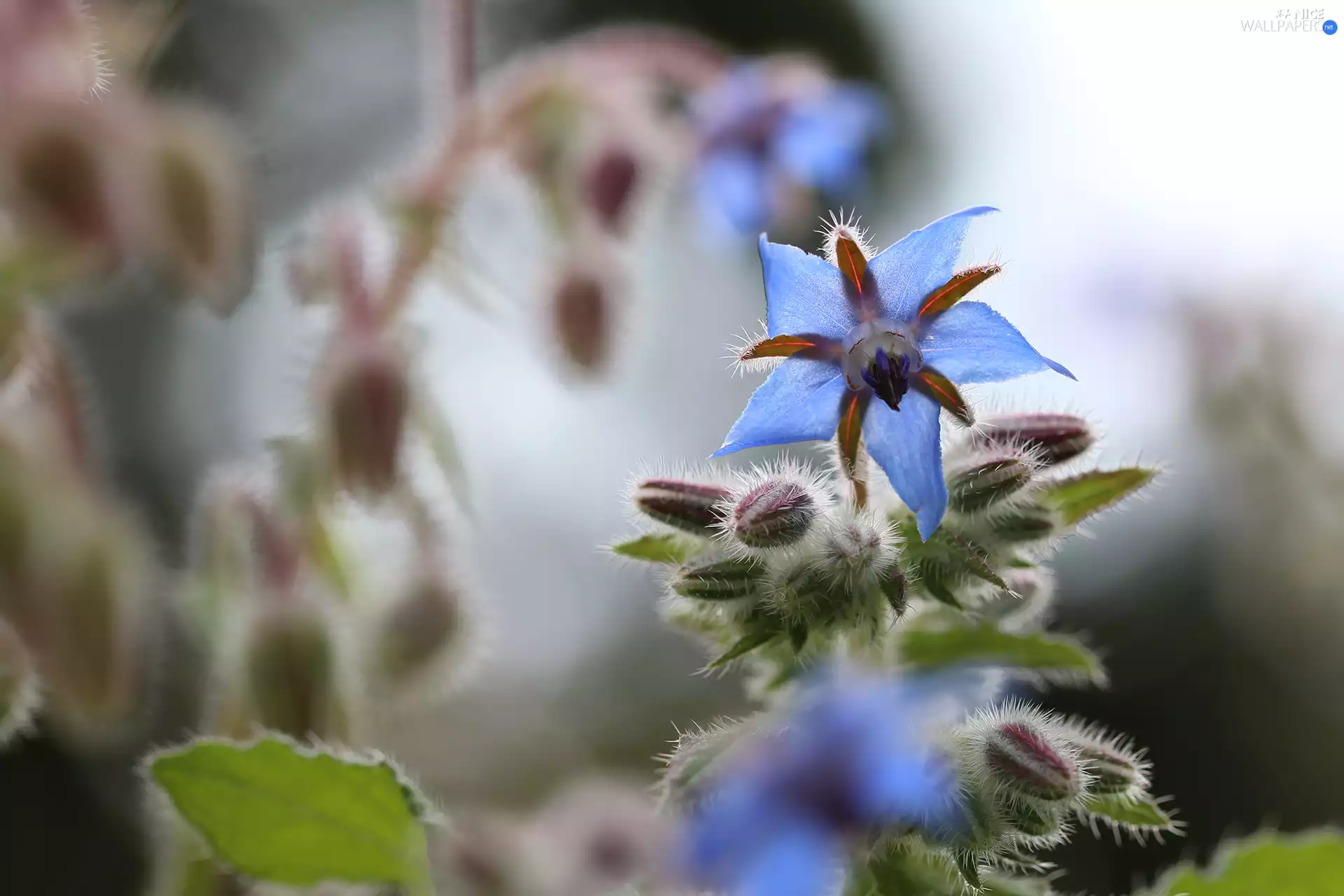Flower, borage, blue