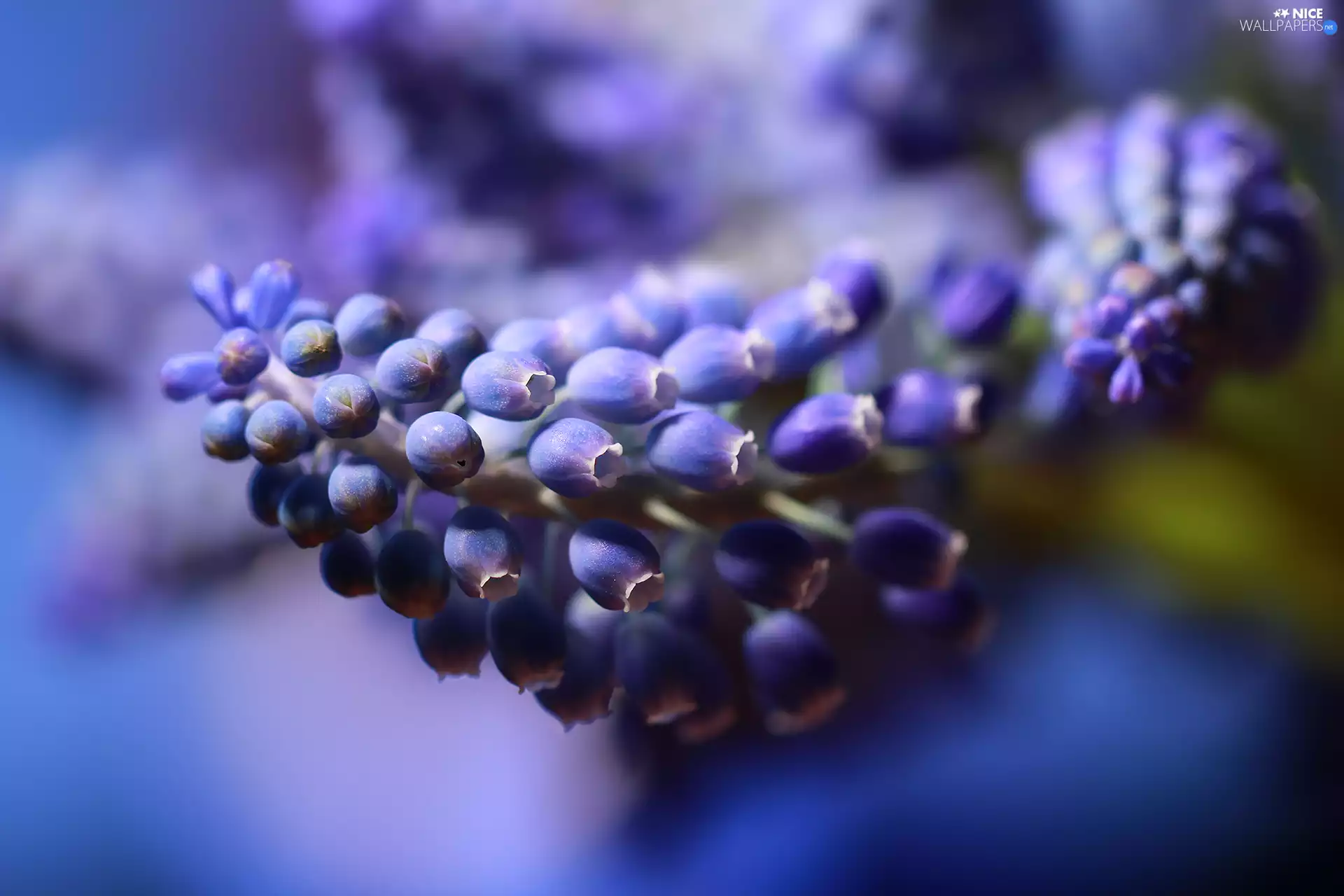 Flower, Muscari, blue