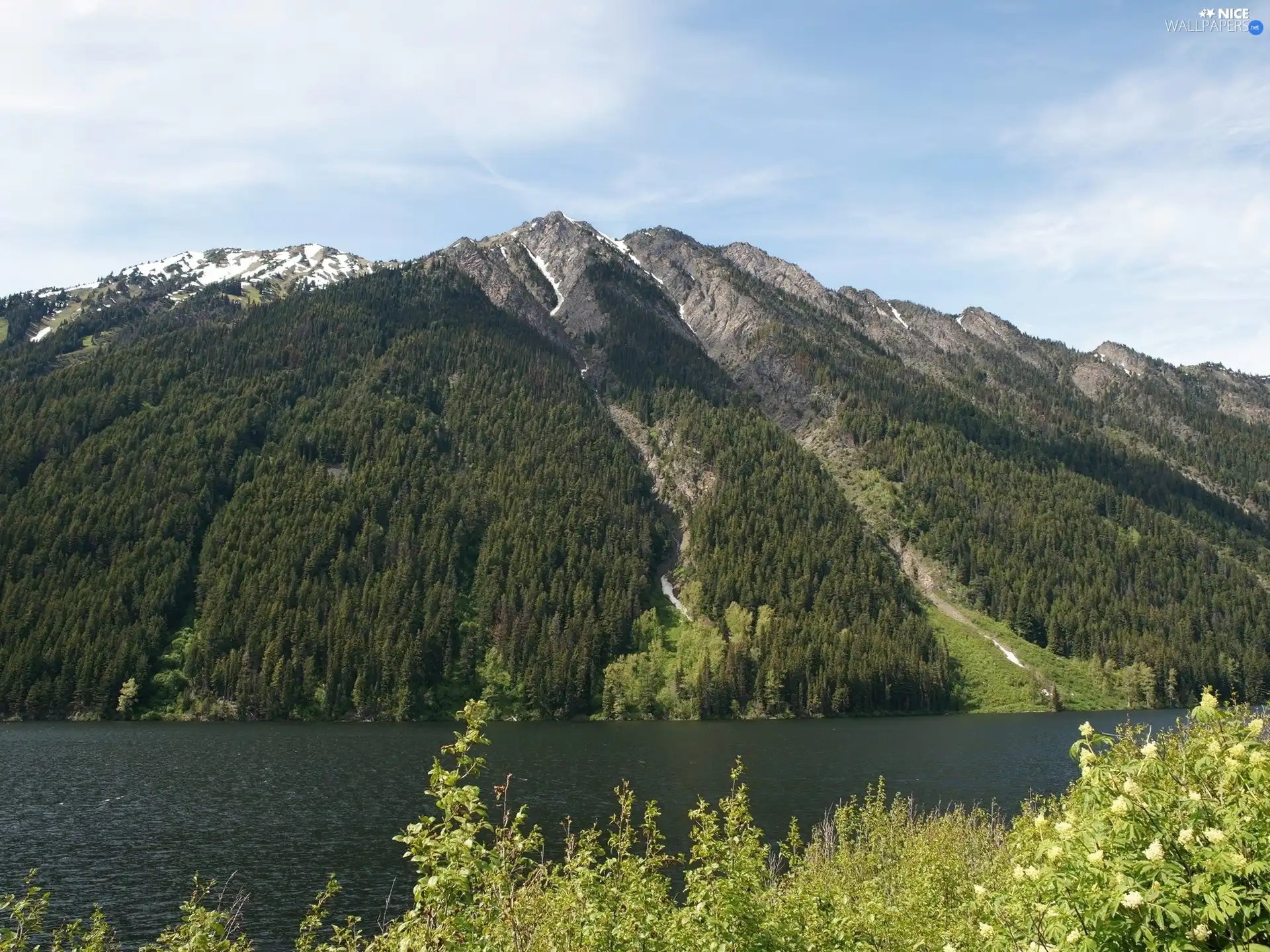 flower, Bush, forest, River, Mountains