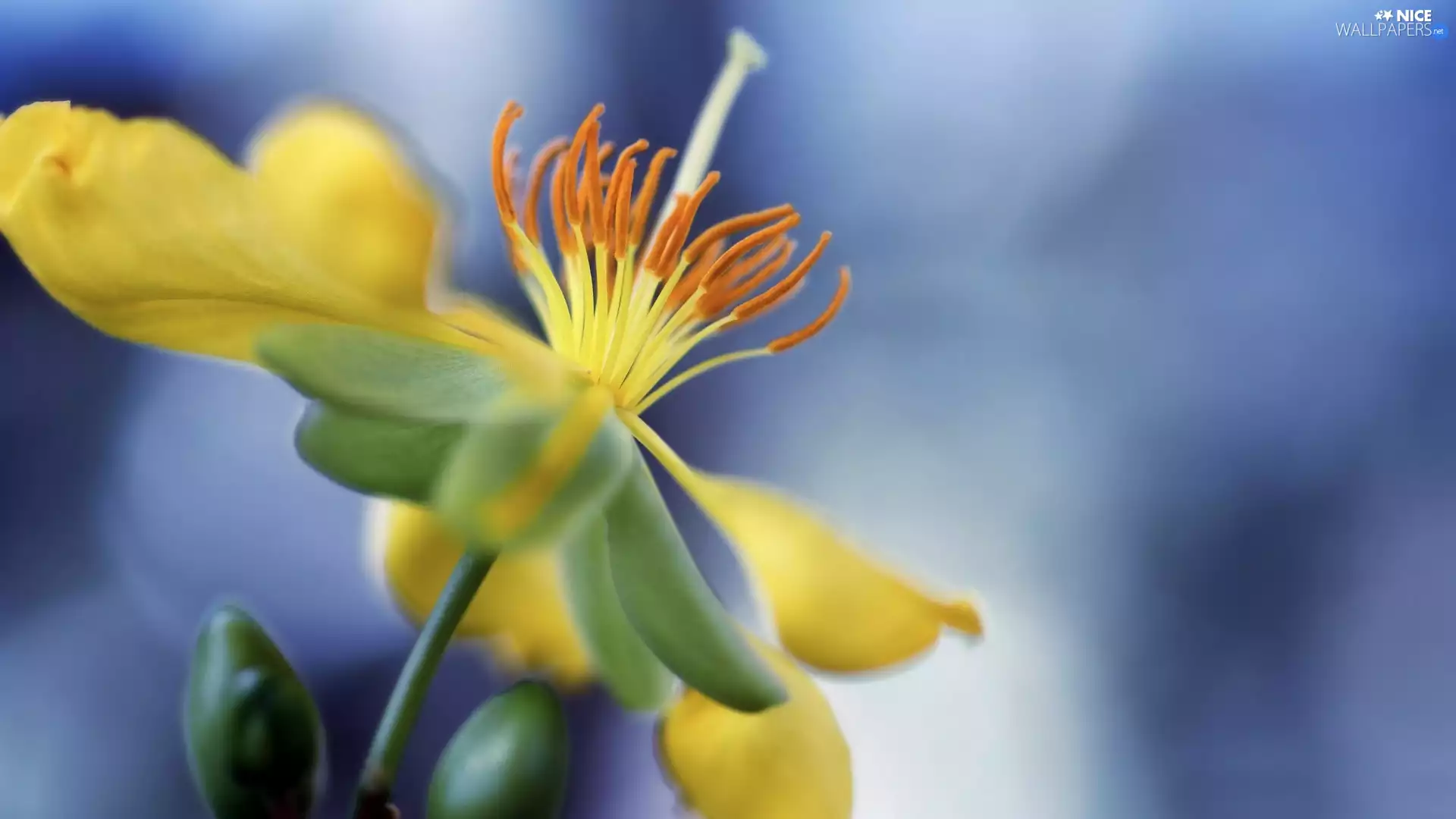 Close, Flower, Colourfull Flowers, Yellow