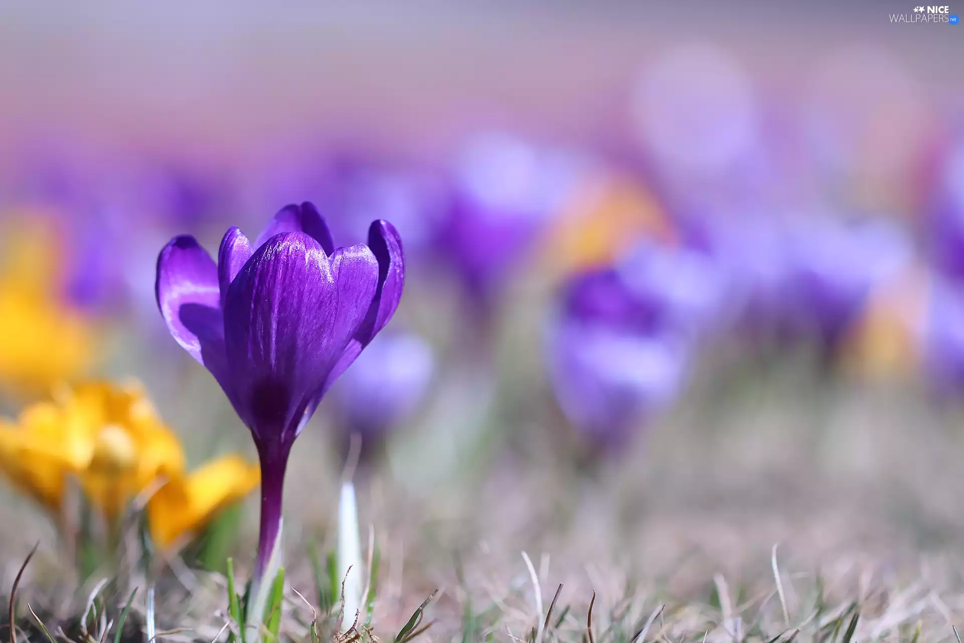 Flower, Violet, crocus