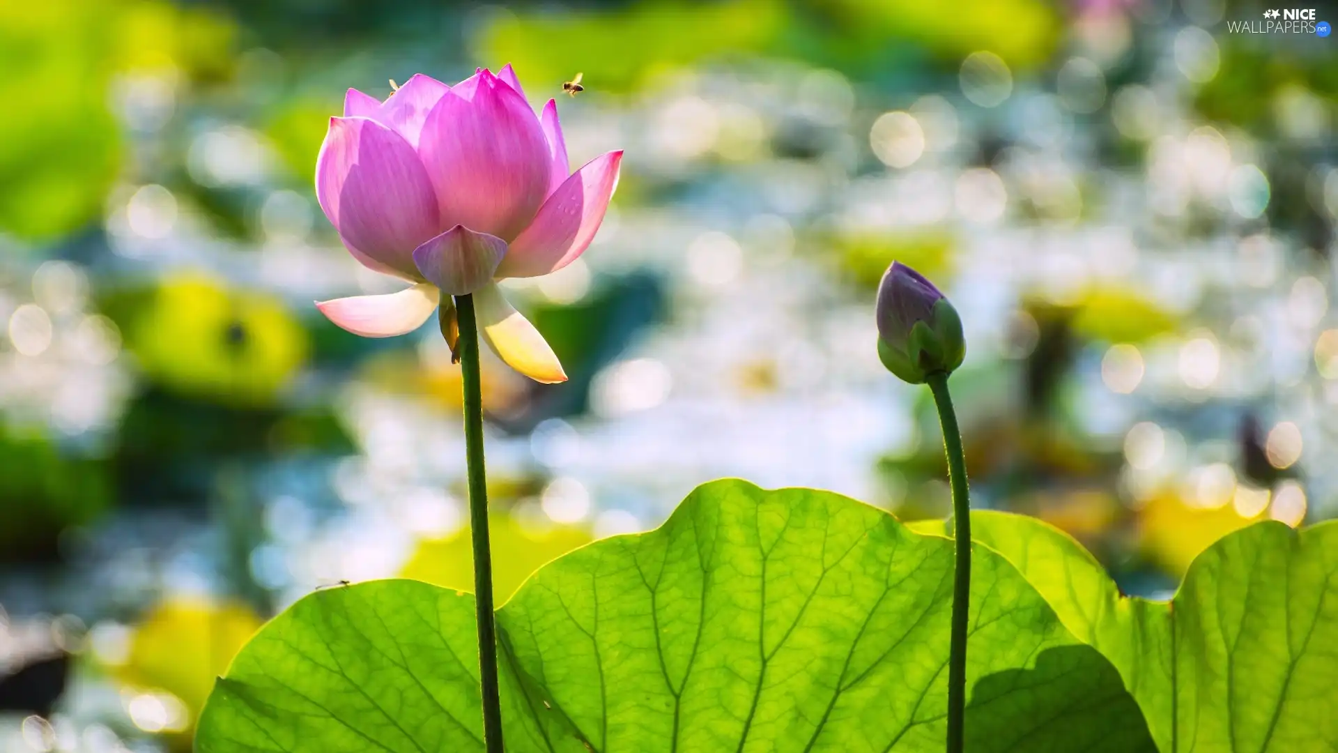 Lotus Flower, leaf, bee, bud