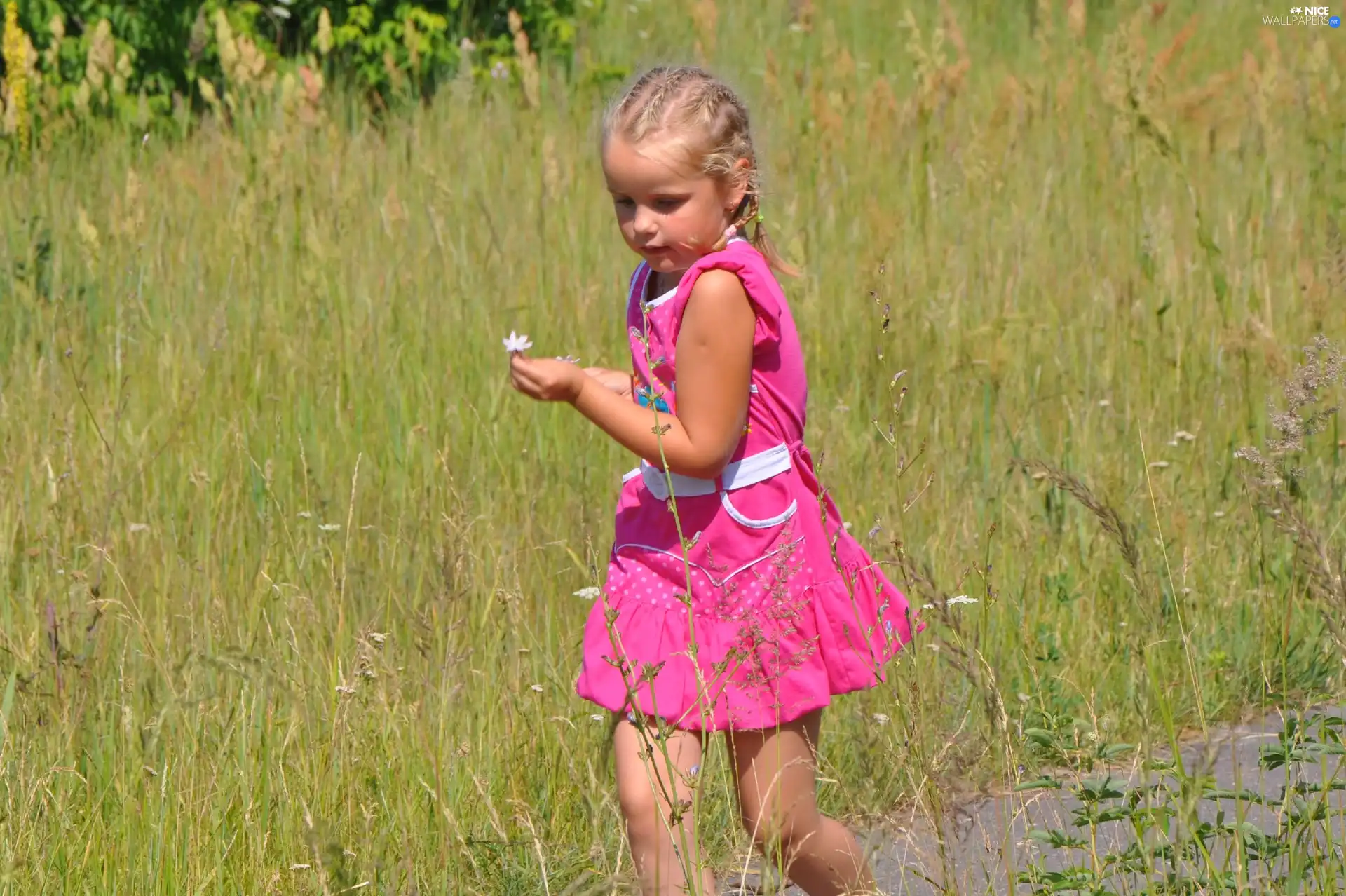 Flower, girl, Meadow