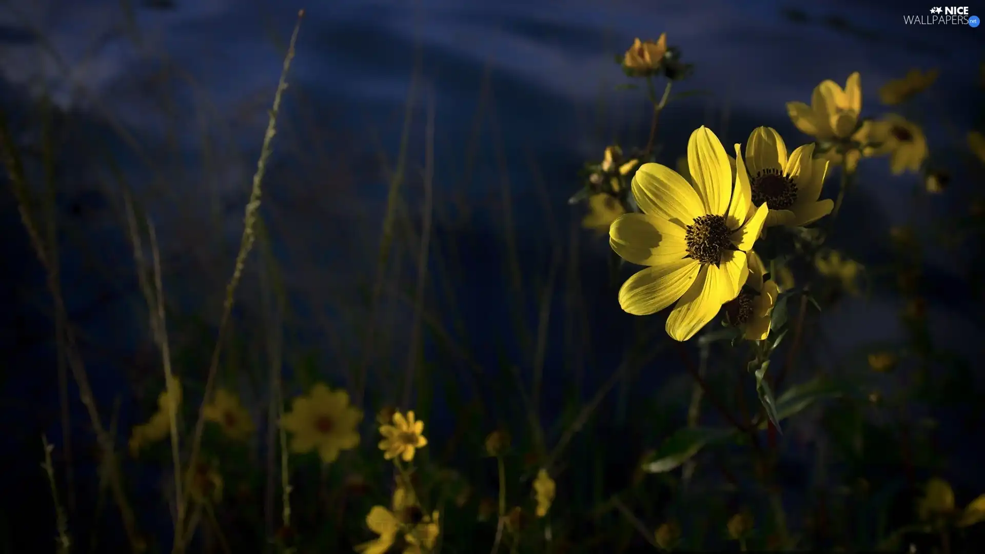 Flower, Yellow, meadow