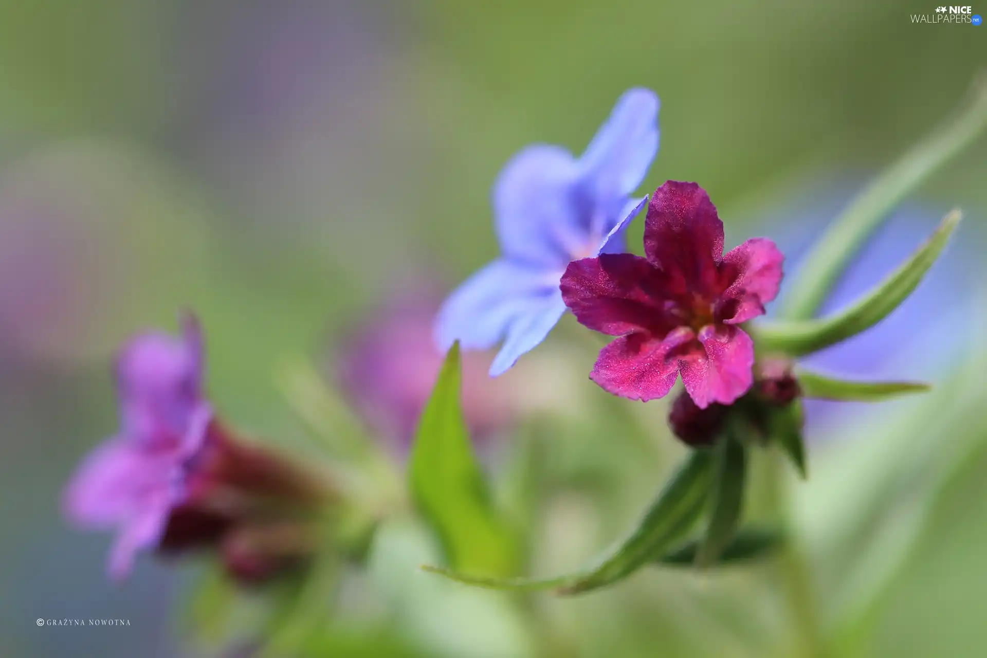 Pink, Flower