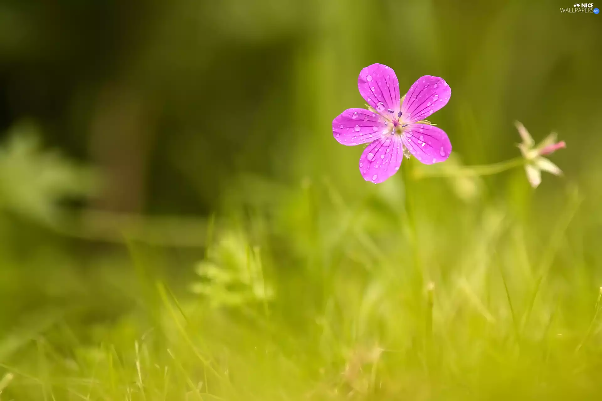 Pink, drops, grass, Flower