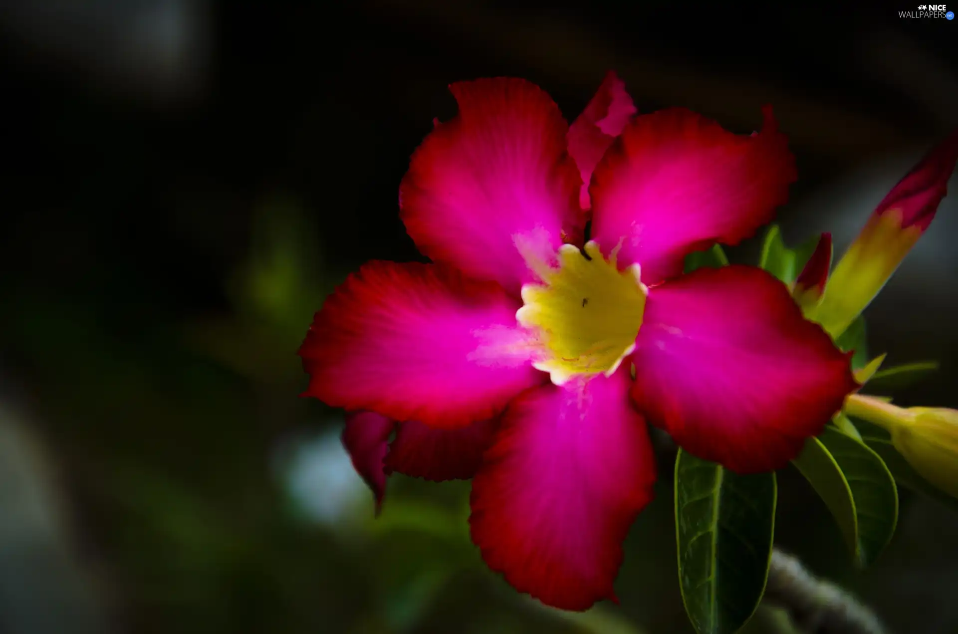 Pink, Flower