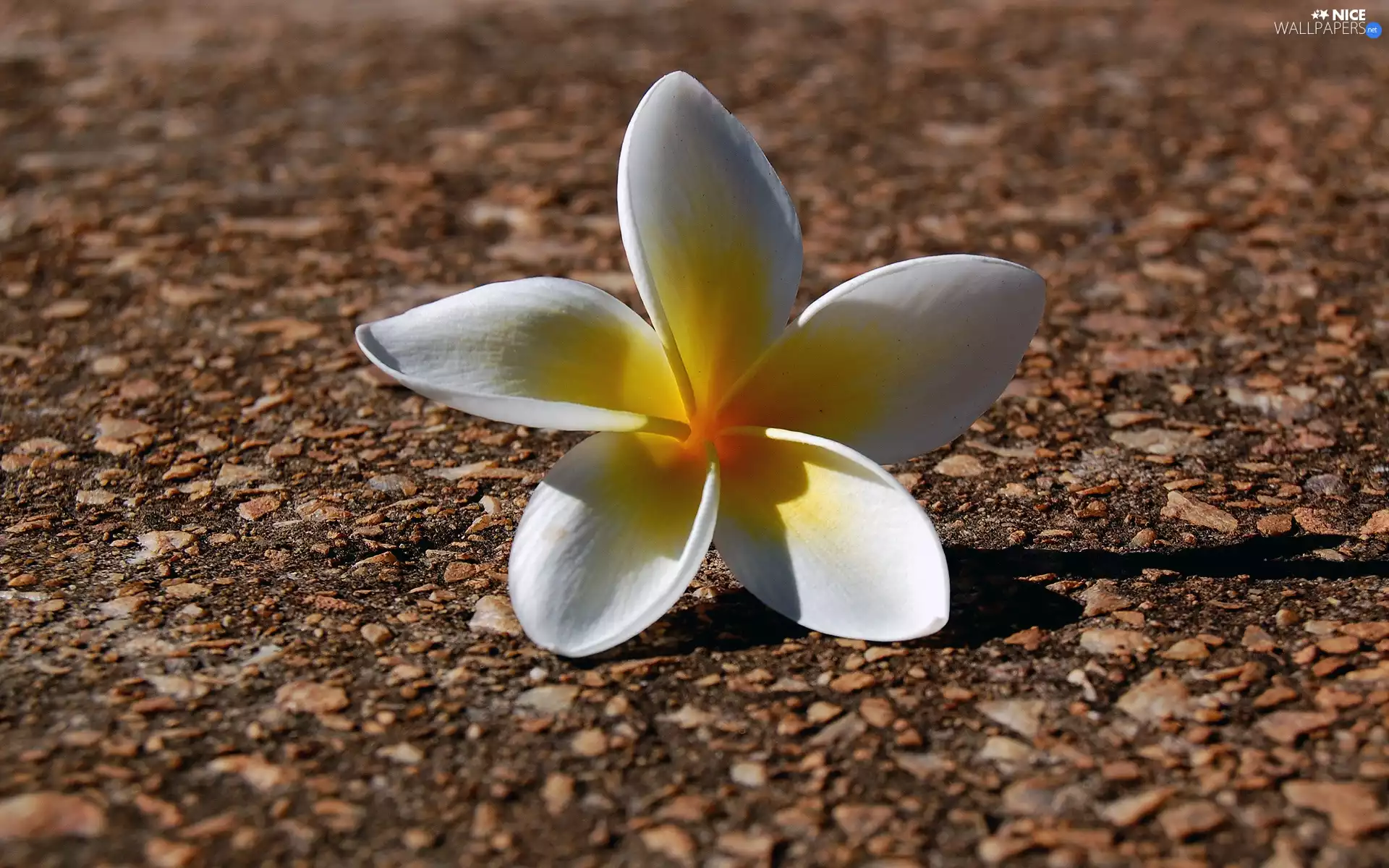 flower, Plumeria