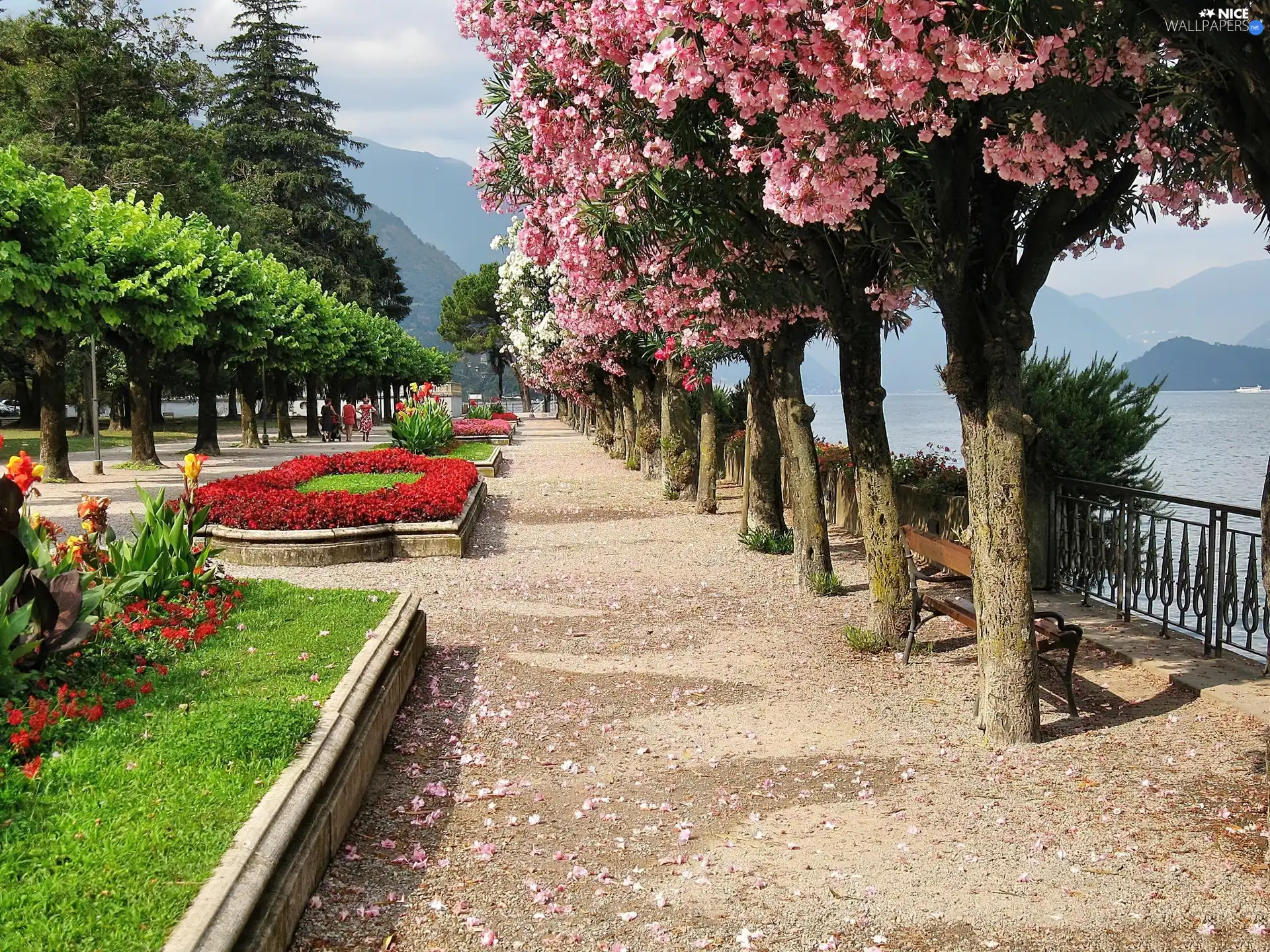 Flower-beds, Park, trees, viewes, flourishing, alley