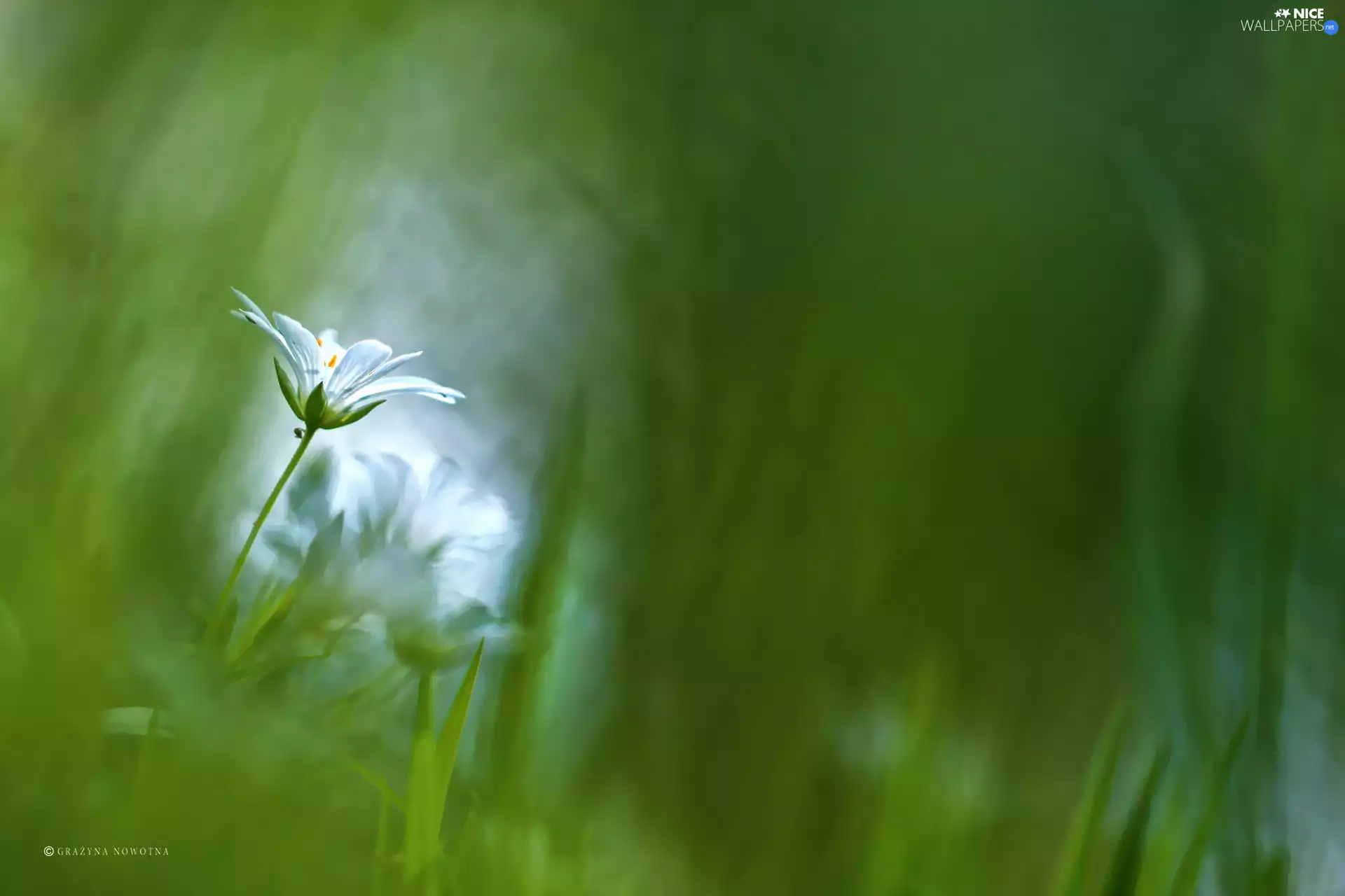 Flower, Cerastium, White