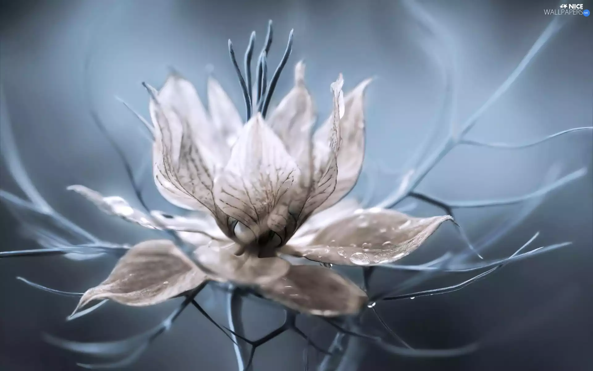 White, flakes, drops, Flower