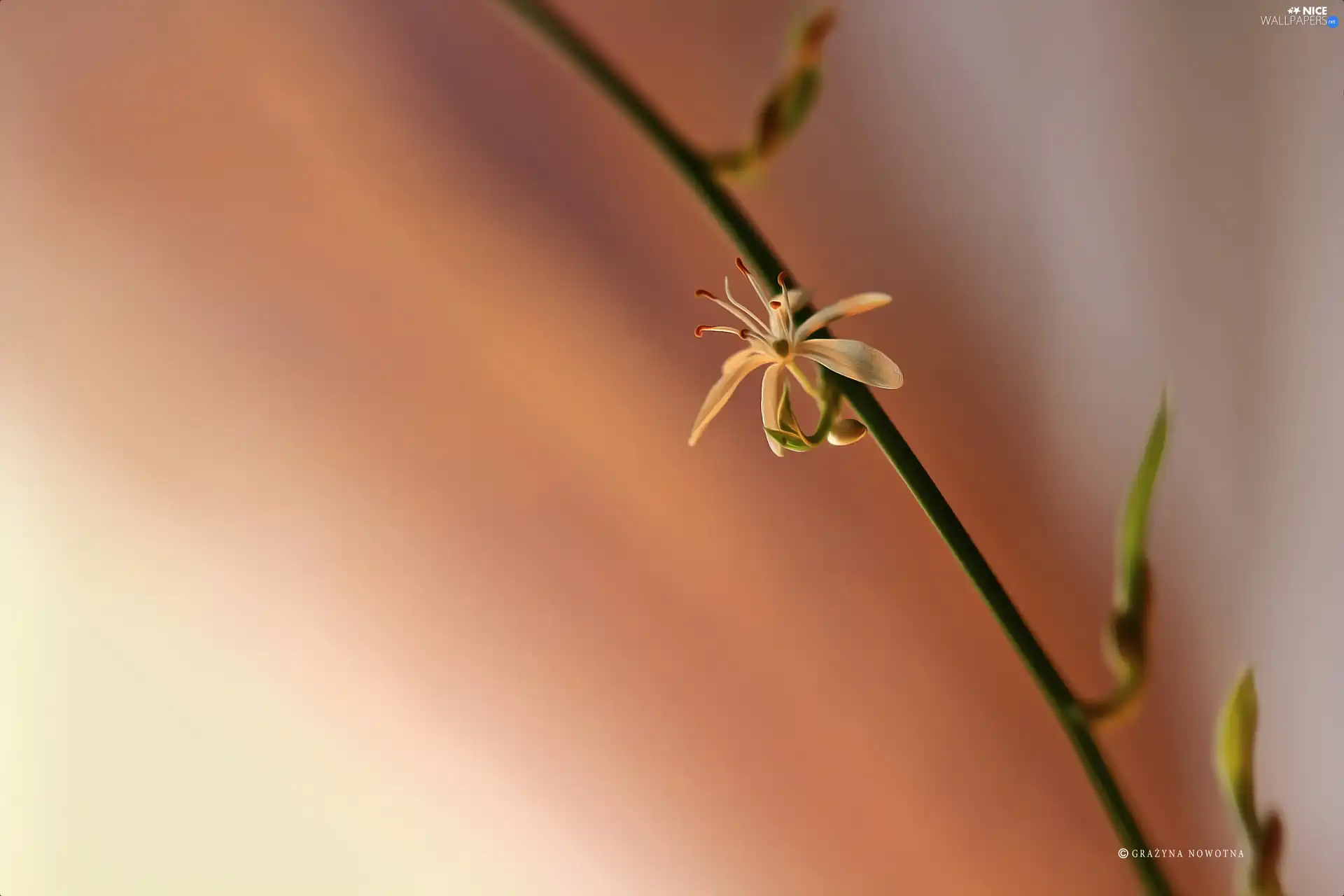 Flower, small, White