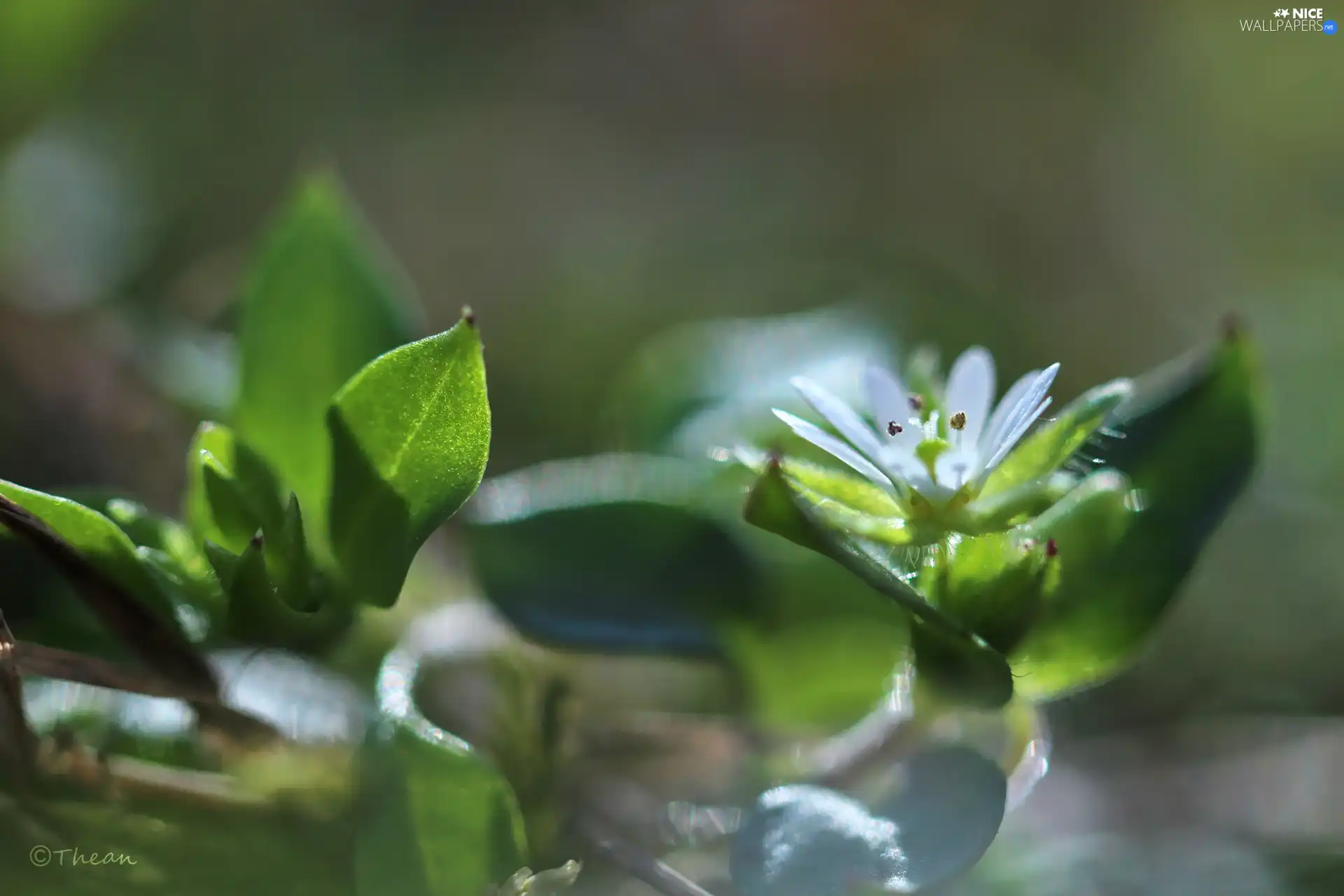 Flower, small, White