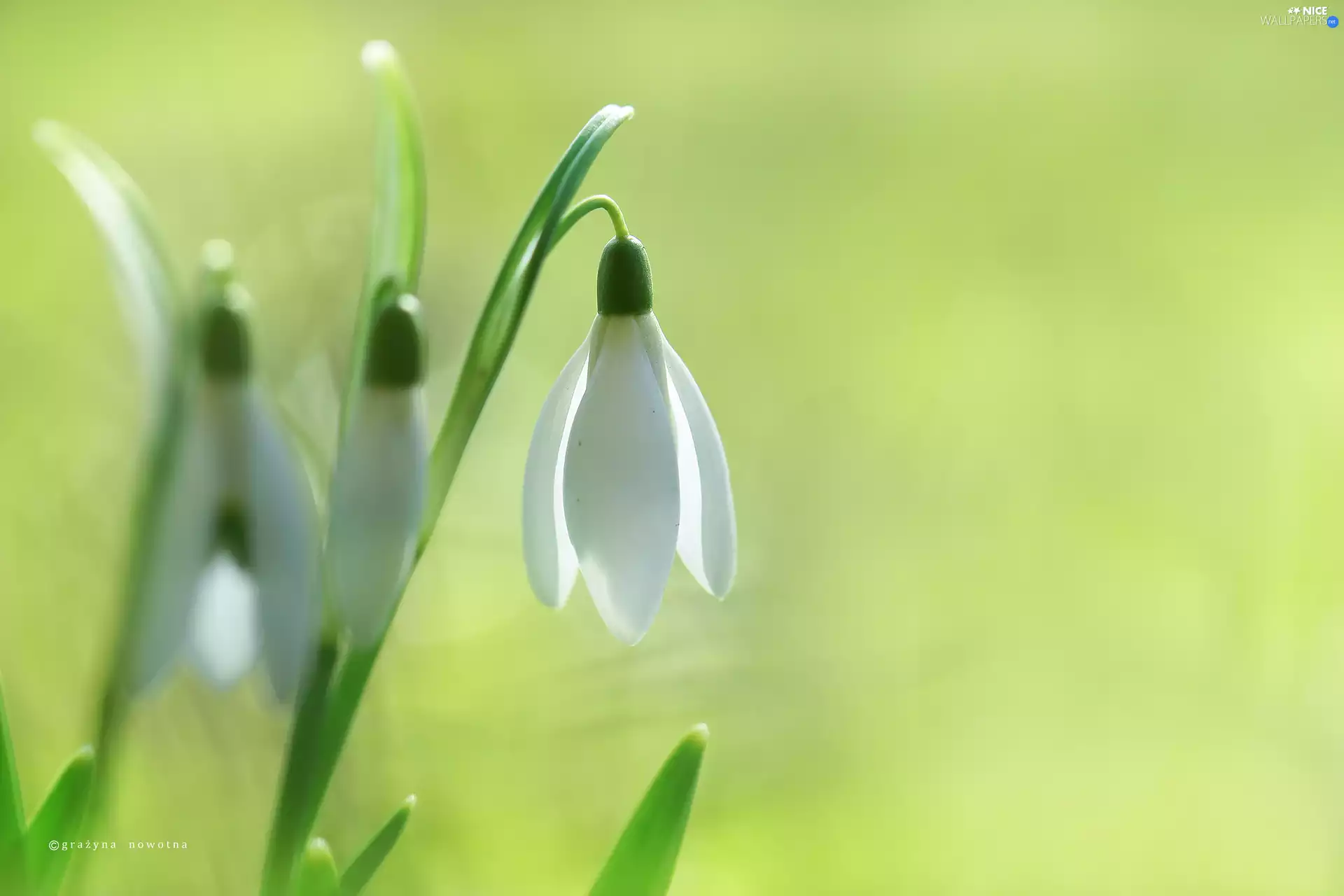 Flower, Snowdrop, White