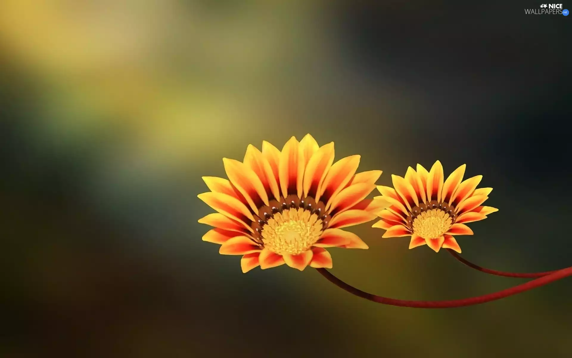 ##, Two cars, Flowers