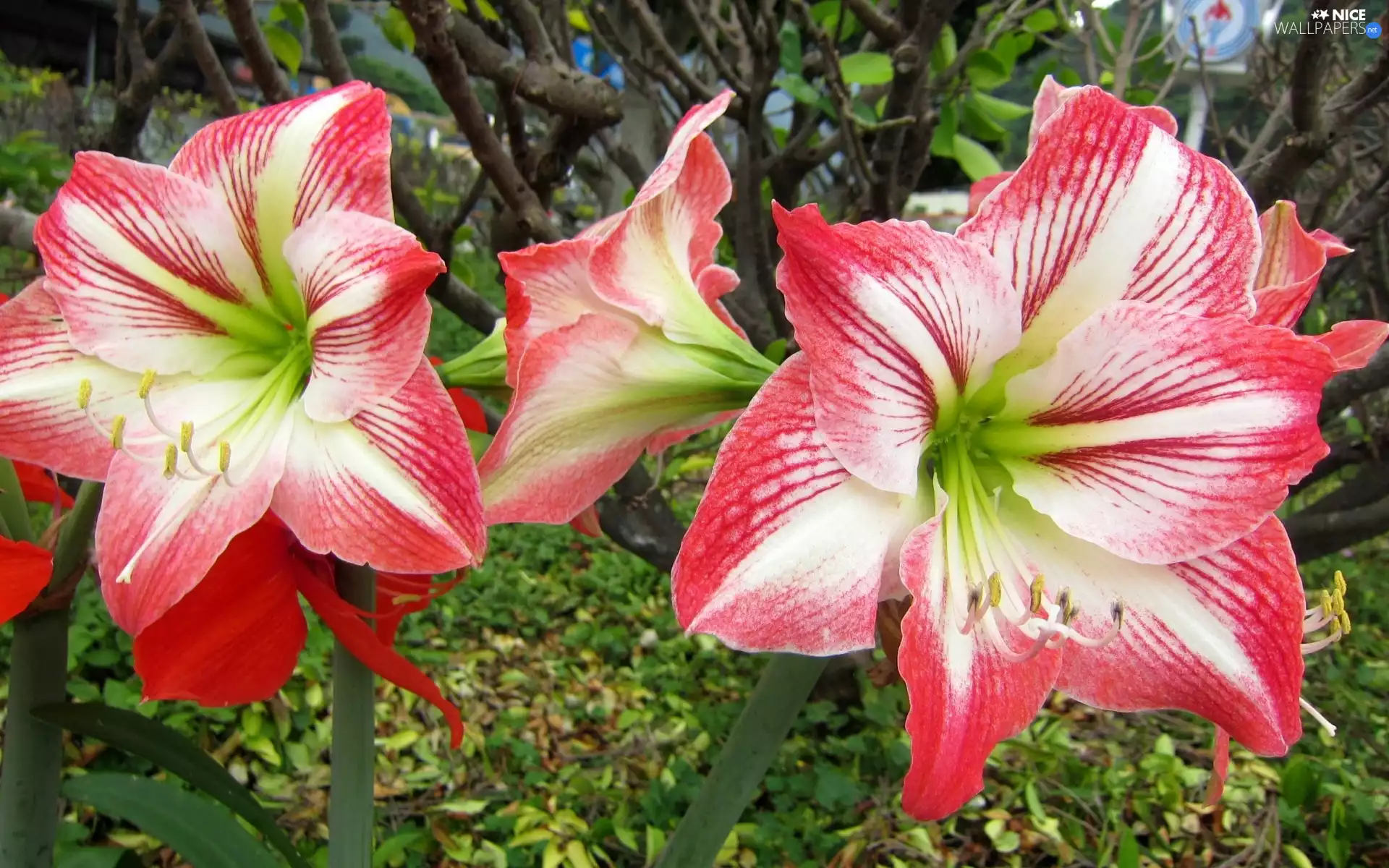 Flowers, amaryllis