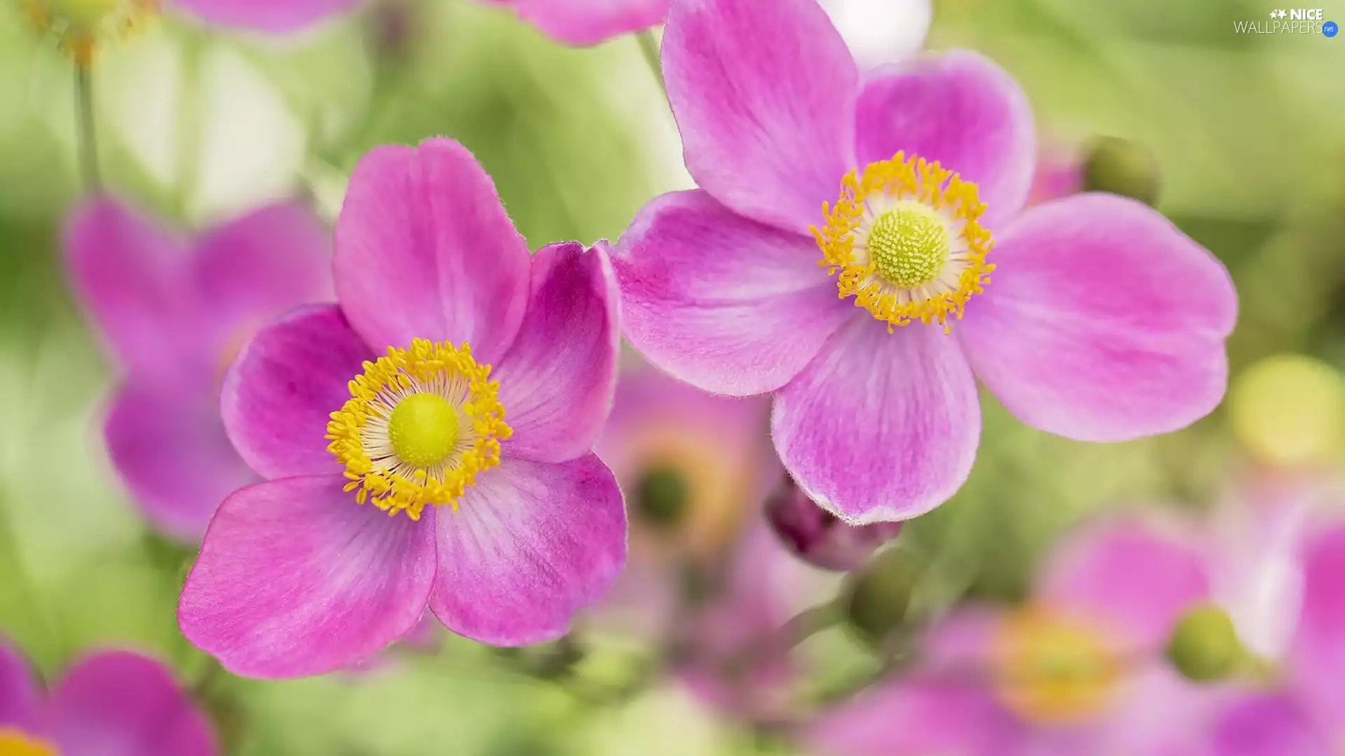 Flowers, Japanese anemone