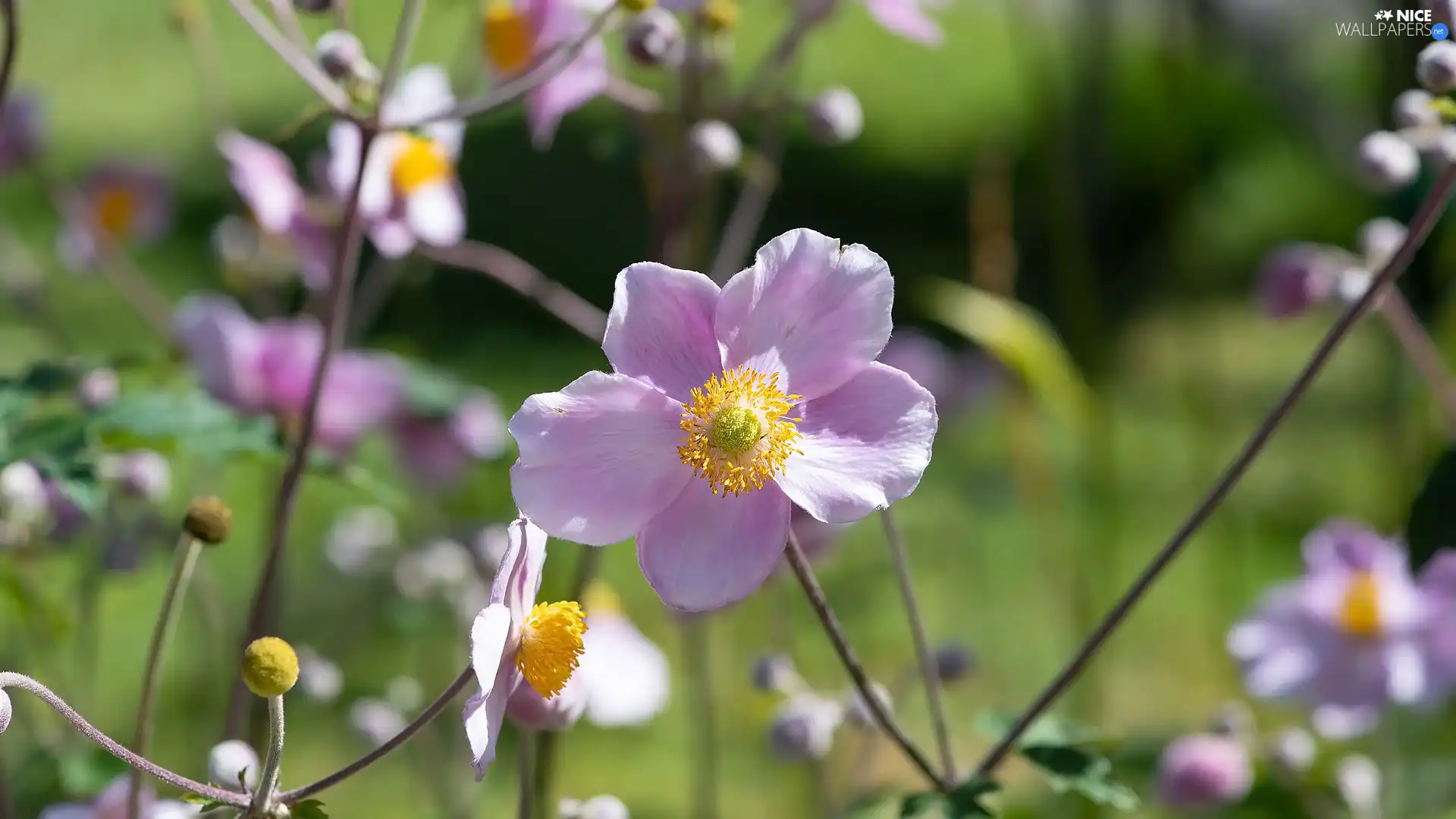 Flowers, anemone