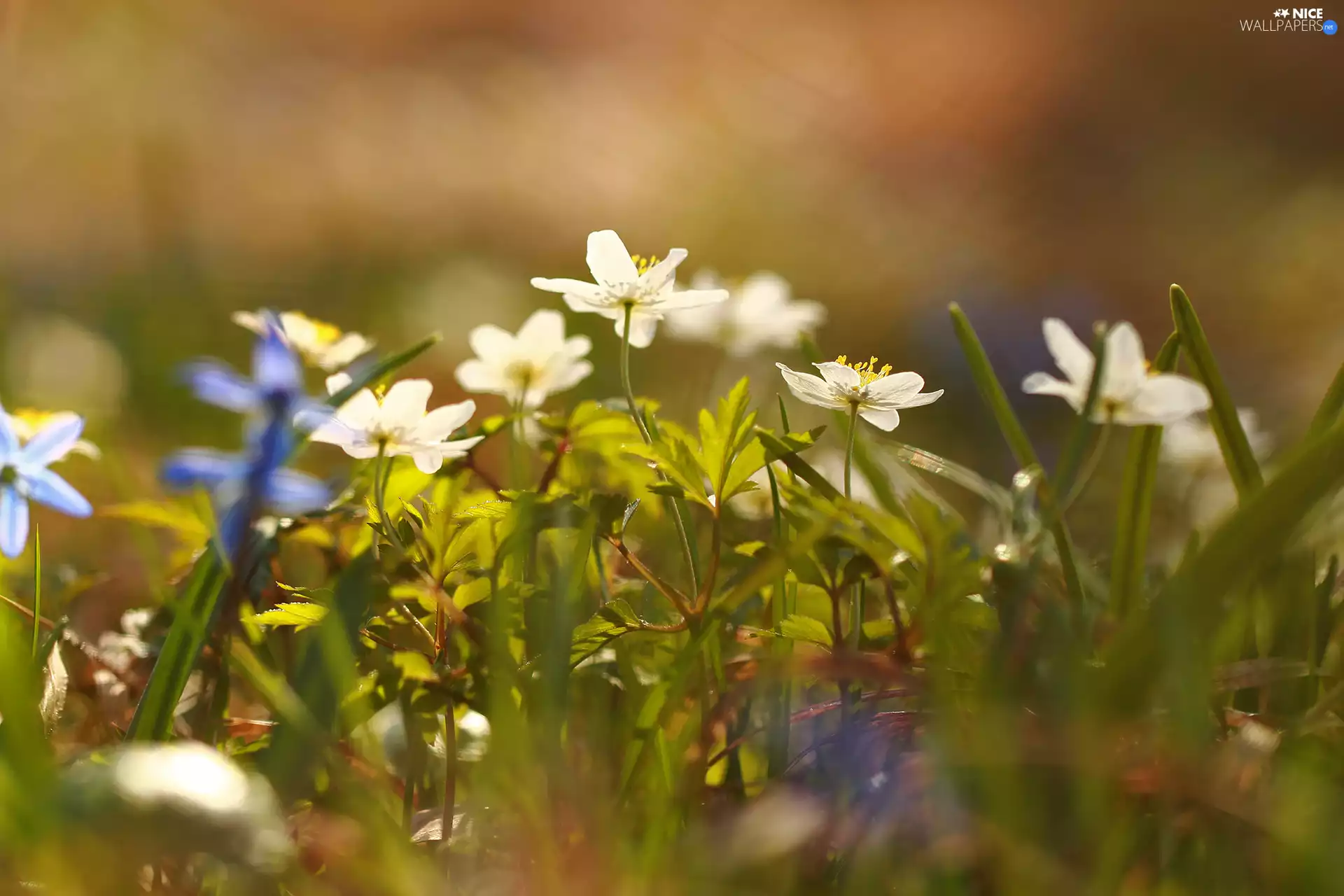 Flowers, White, Anemones