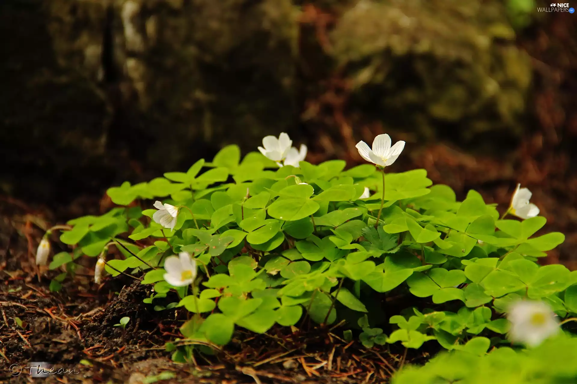Flowers, White, Anemones