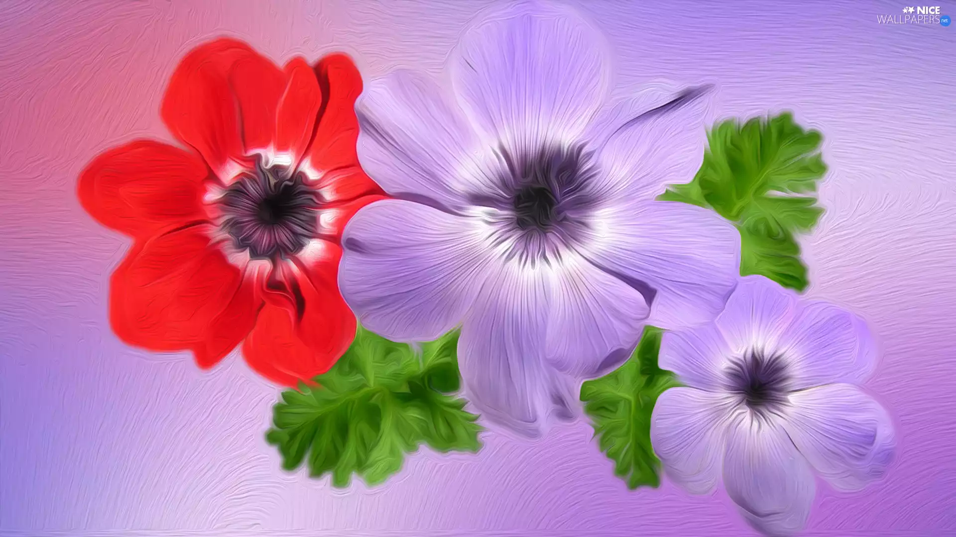 Flowers, Anemones