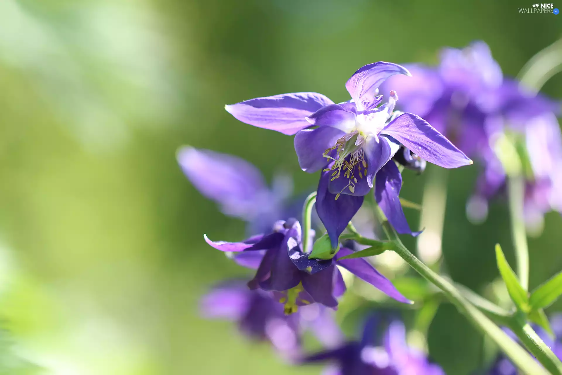 Colourfull Flowers, Aquilegia Vulgaris, lilac
