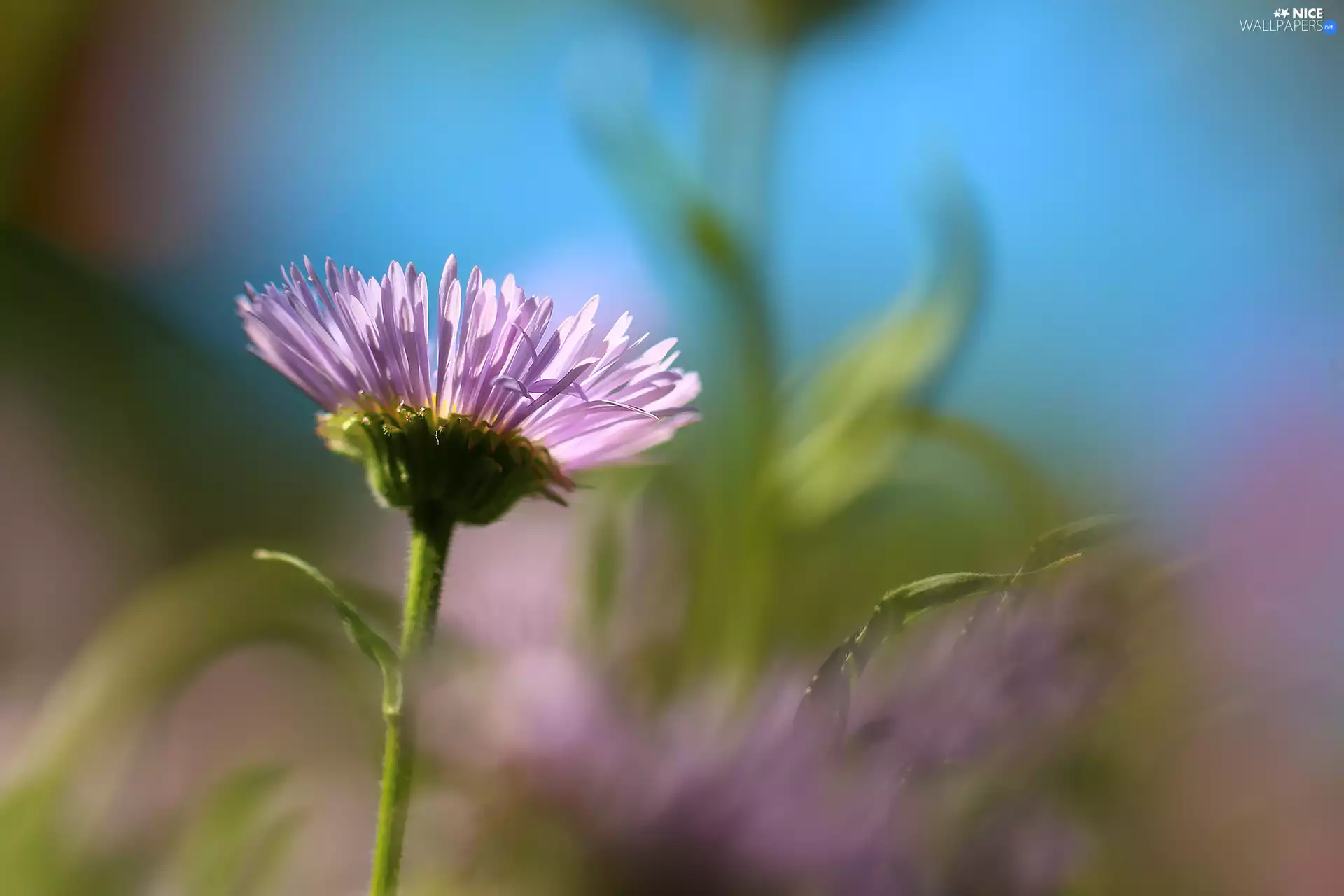 Colourfull Flowers, Aspen Fleabane, Violet