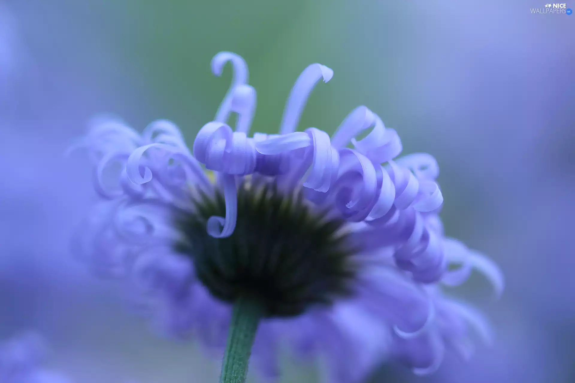 Colourfull Flowers, Aspen Fleabane, Violet