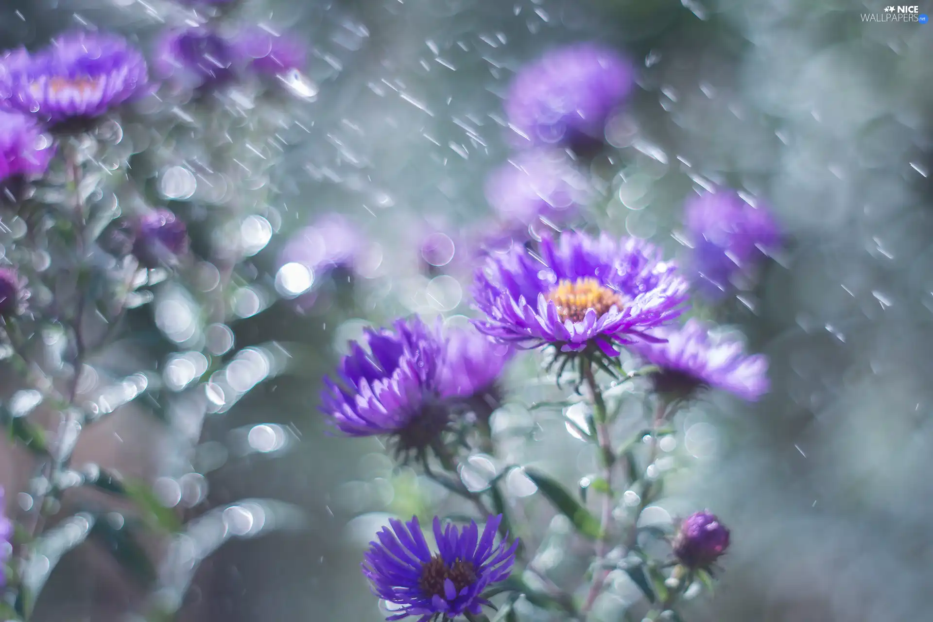 Flowers, purple, Aster