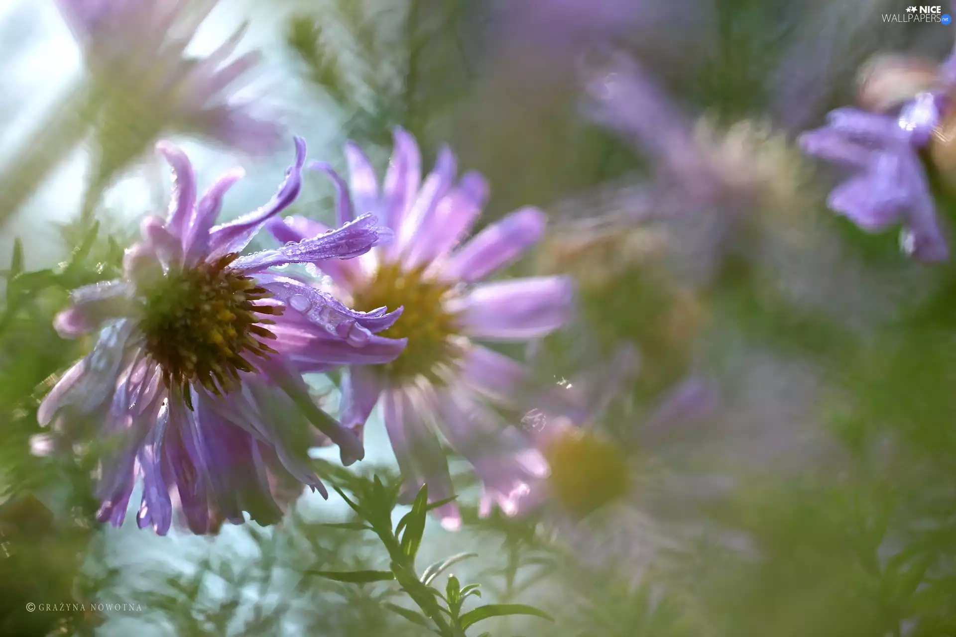 Flowers, purple, Astra